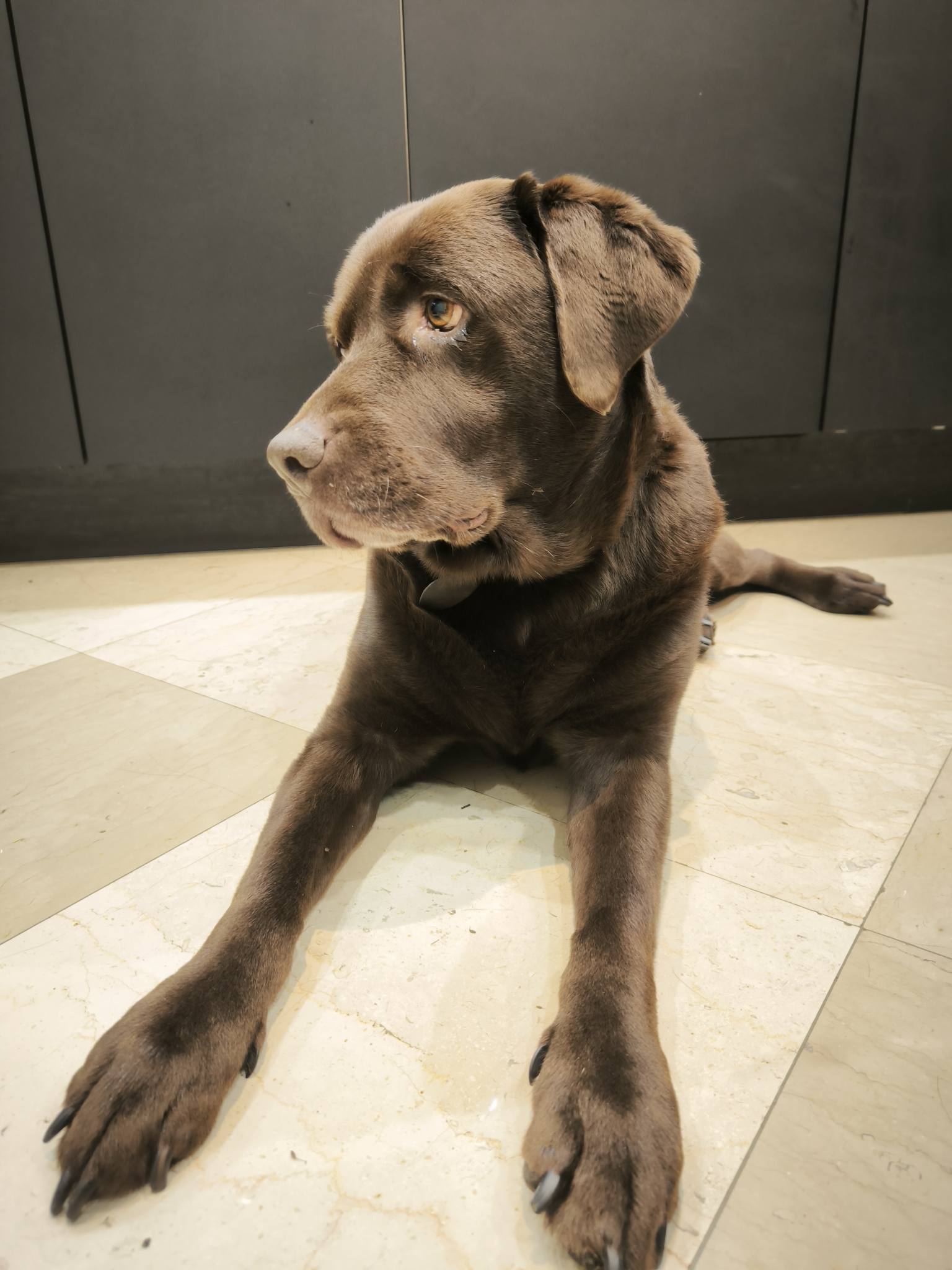 Pets Relax — photo