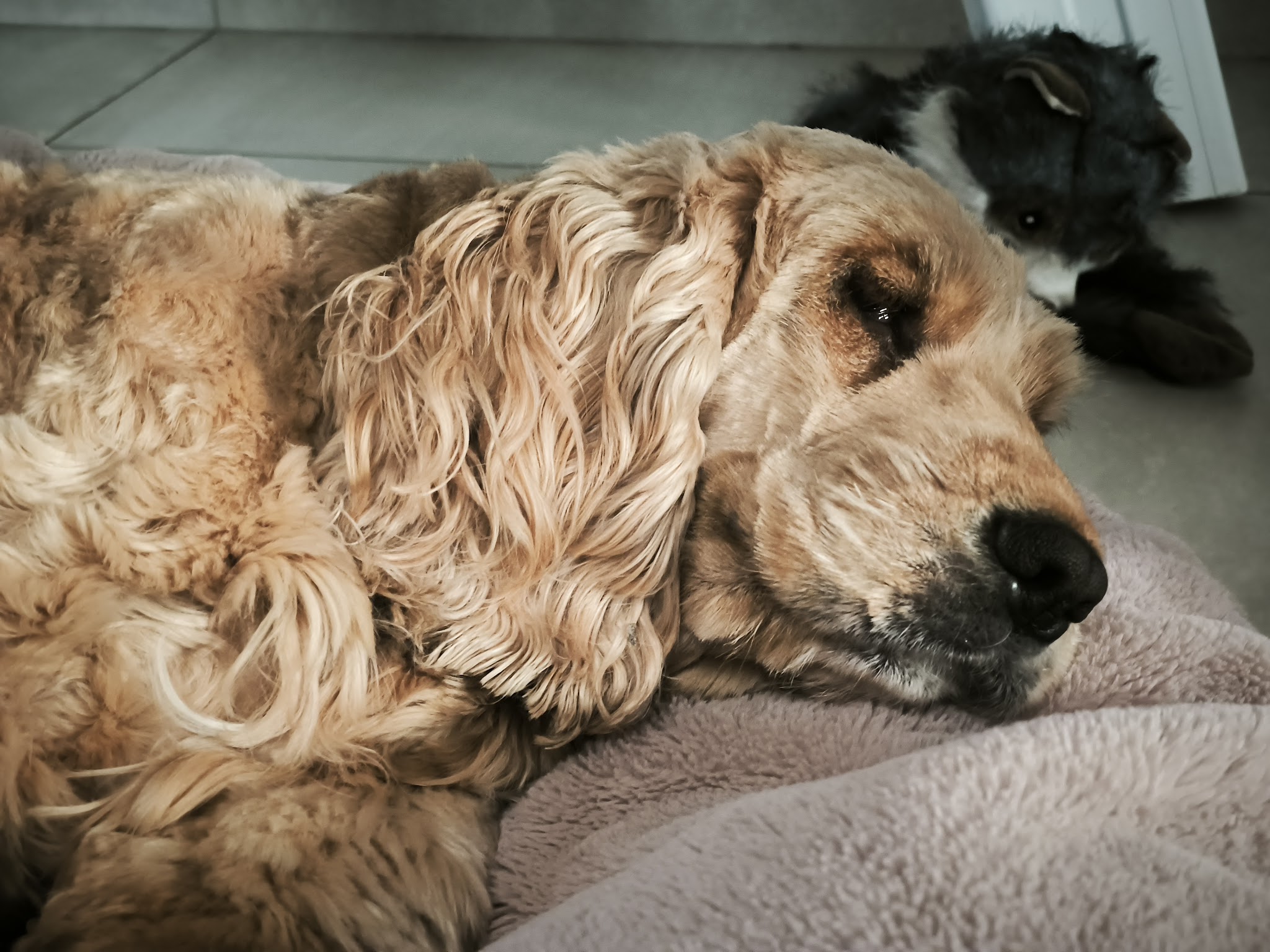 Pets Relax — photo