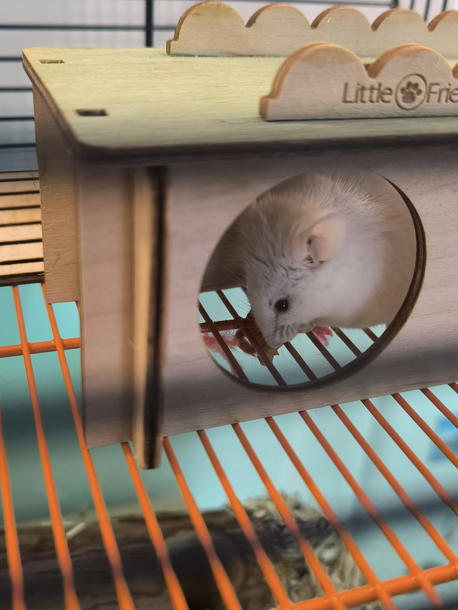 Pets Relax — photo