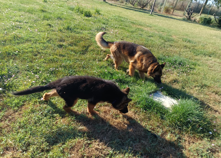 Pension chiens à Pierrelatte (26) - DES TERRES D’HARMONY — photo
