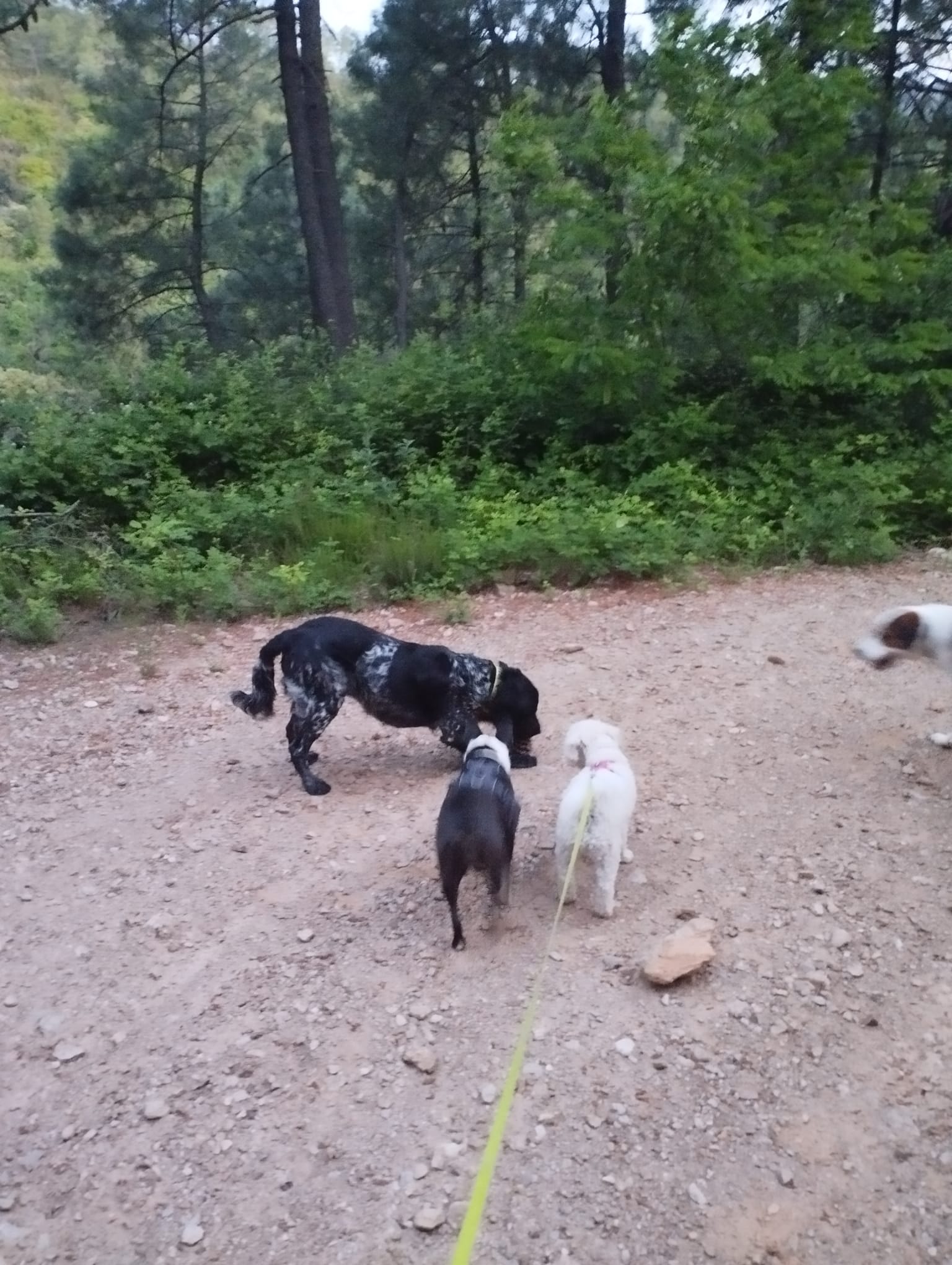 Pension canine familiale d'Aurélie — photo