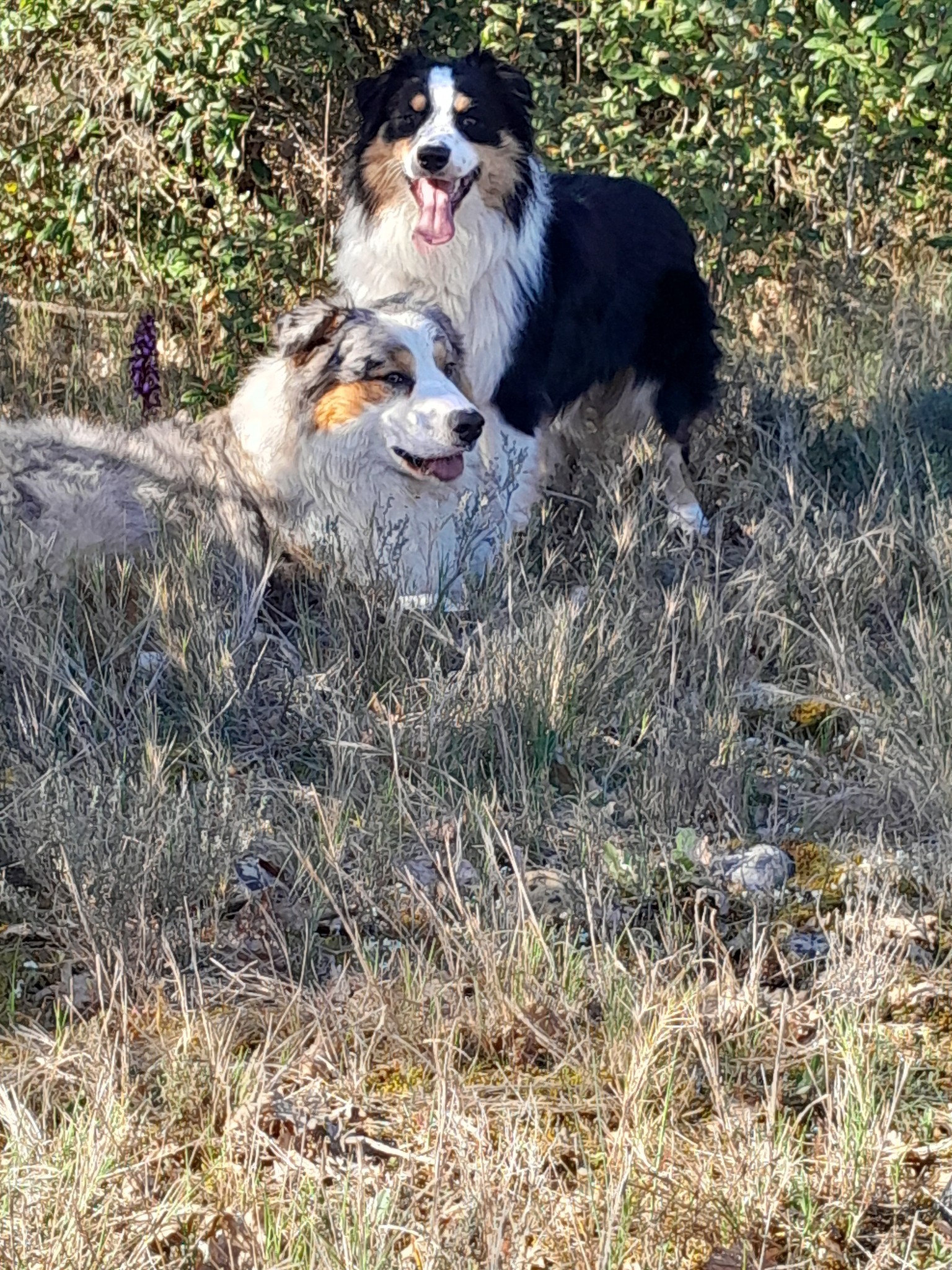 Pension canine familiale d'Aurélie
