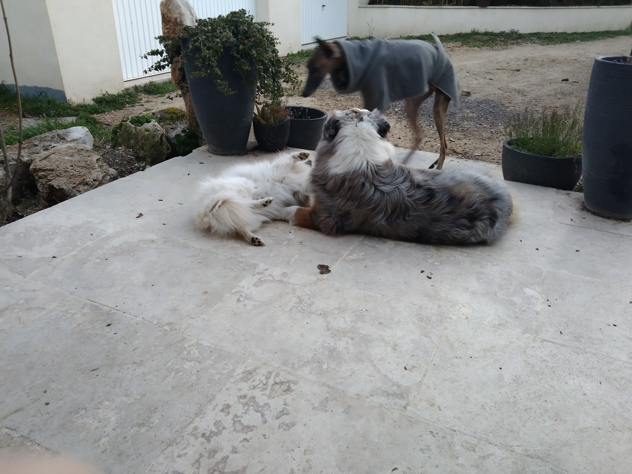 Pension canine familiale d'Aurélie — photo