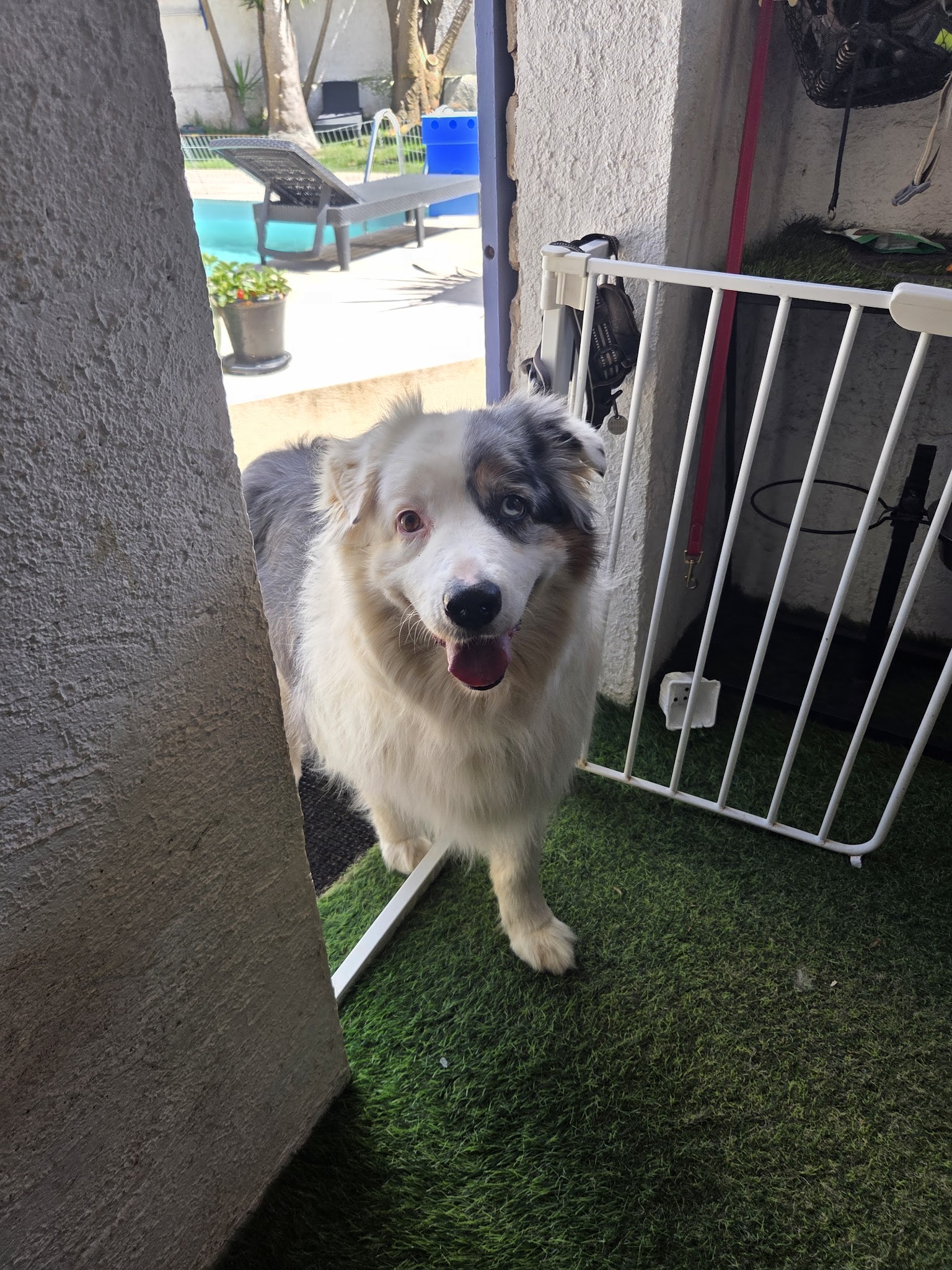 DOG SITTER — photo