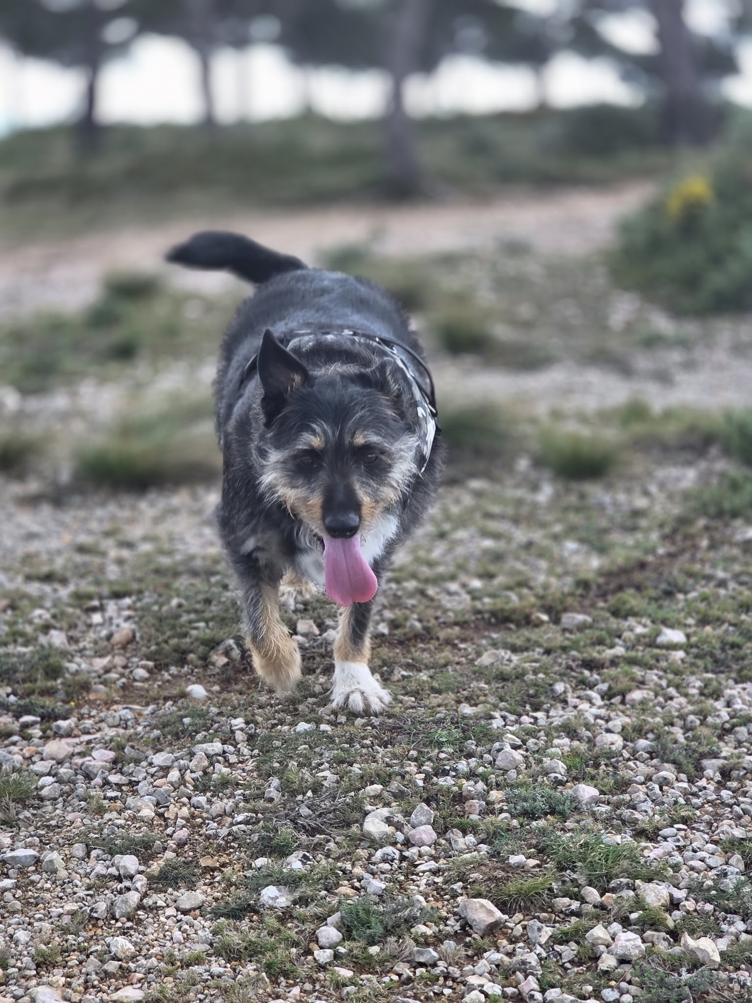 DOG SITTER — photo