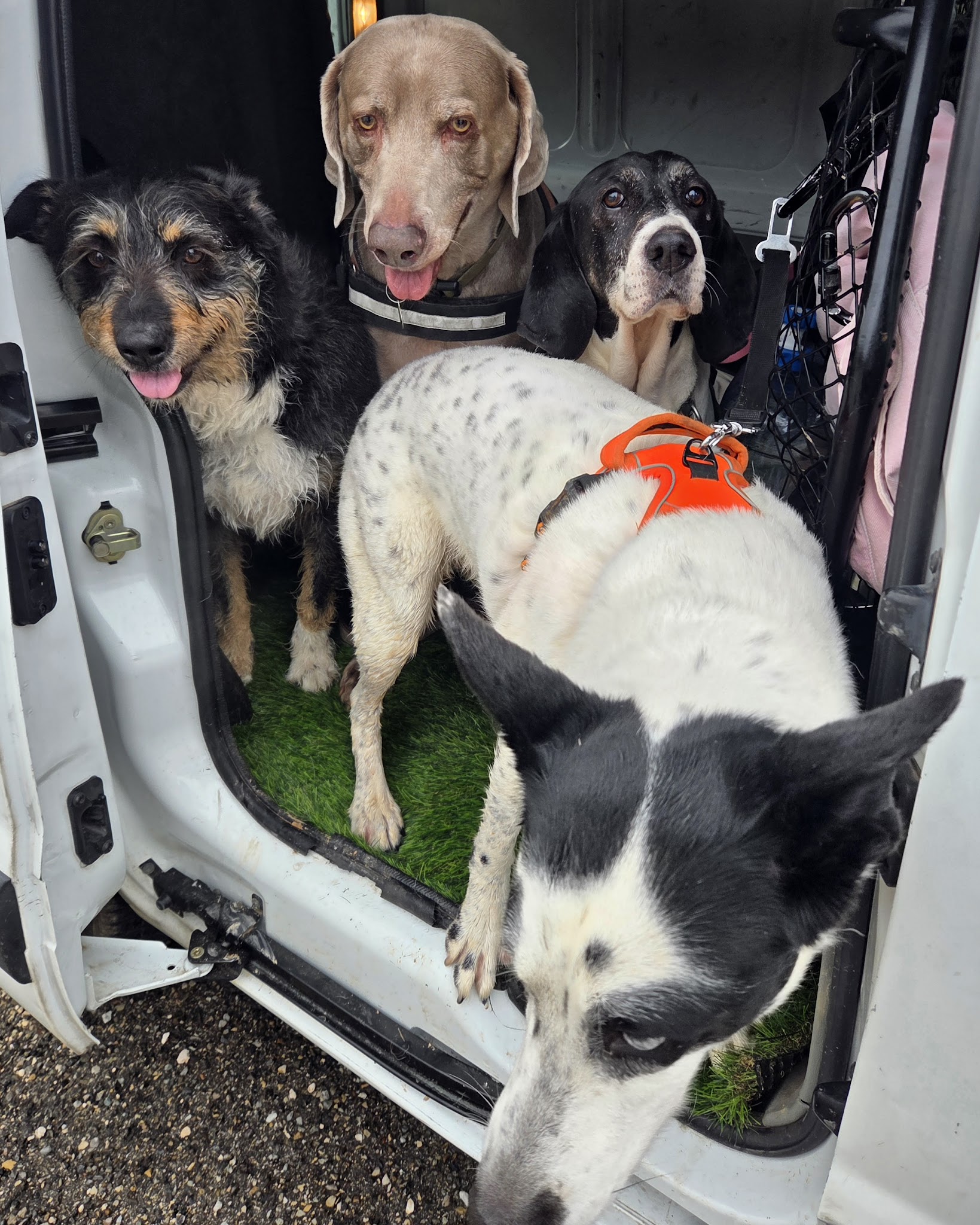 DOG SITTER — photo