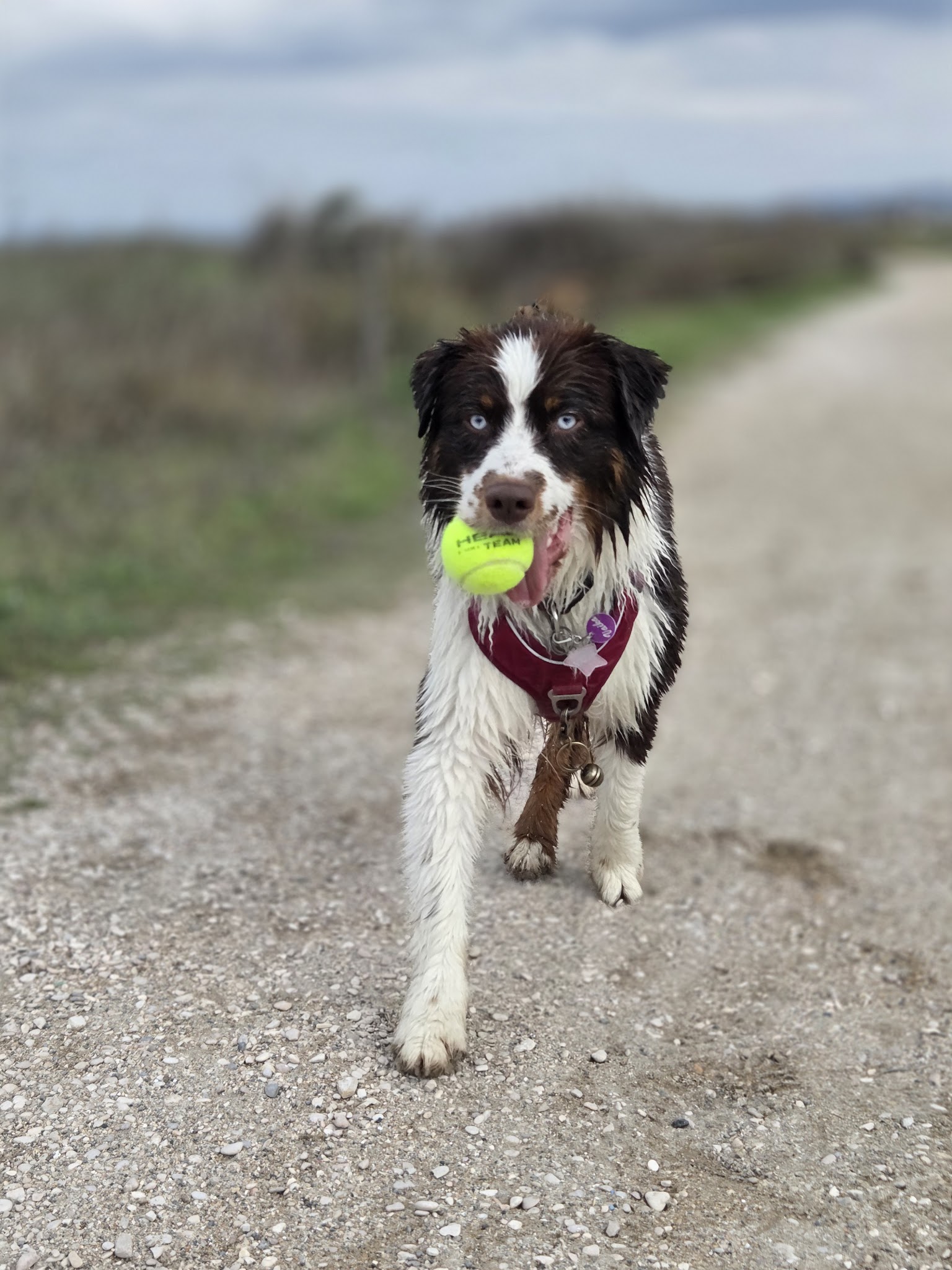DOG SITTER — photo