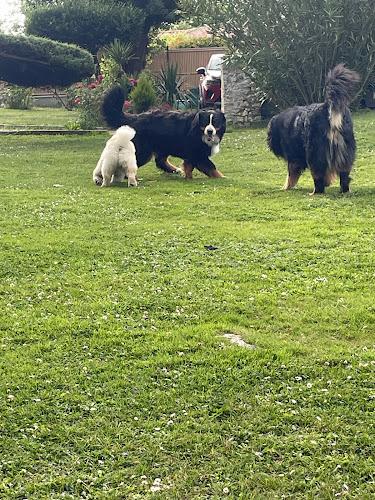 Pension canine de la villa Luna du bois d'Alex