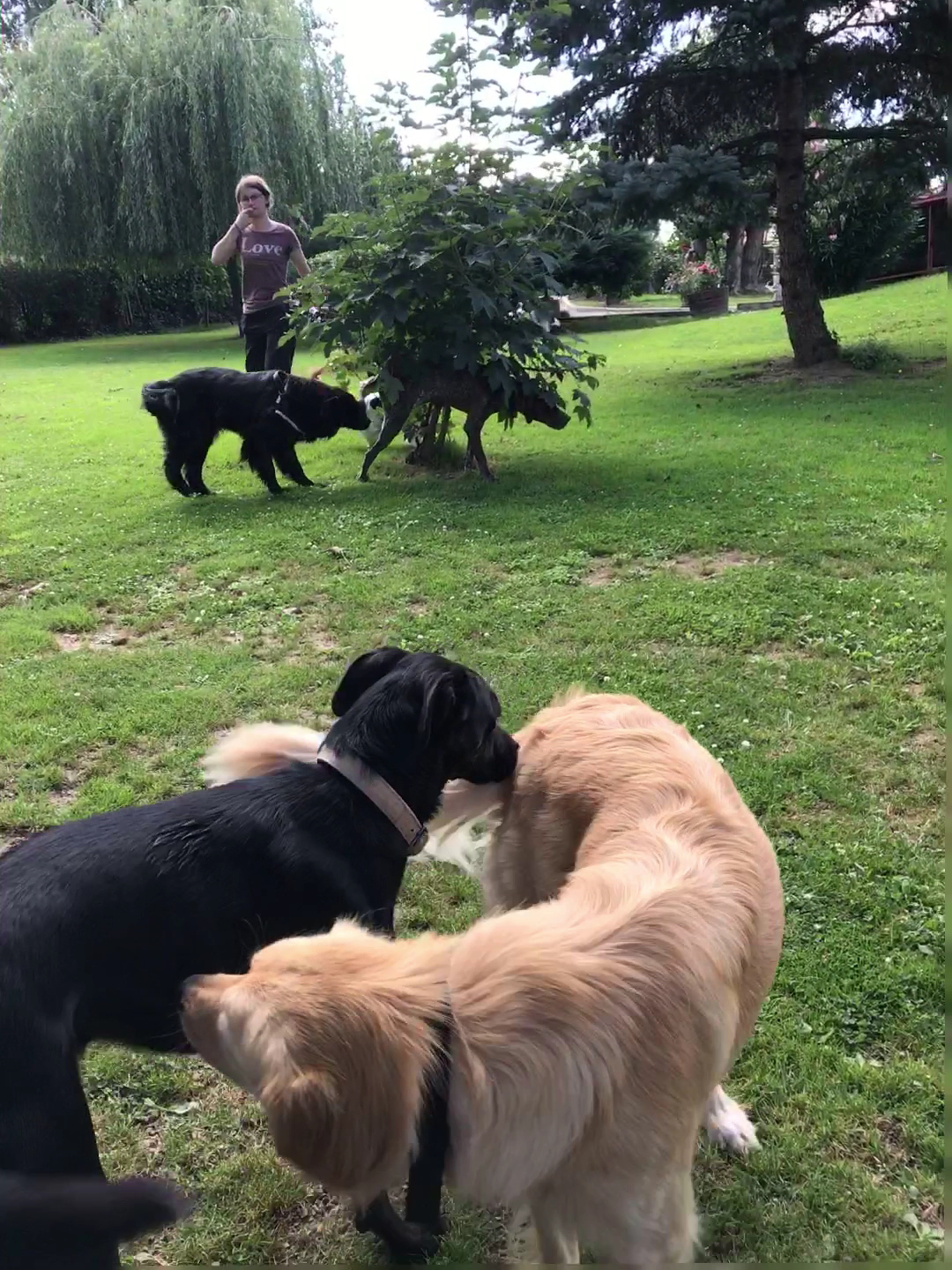 Pension canine de la villa Luna du bois d'Alex — photo