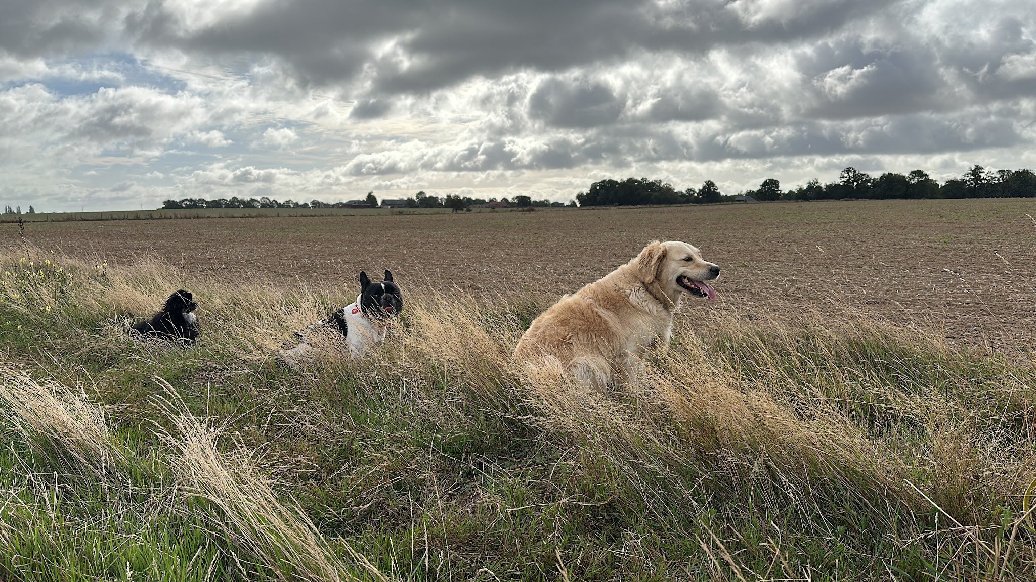 Aur'regard Canin Éducateur comportementaliste canin — photo