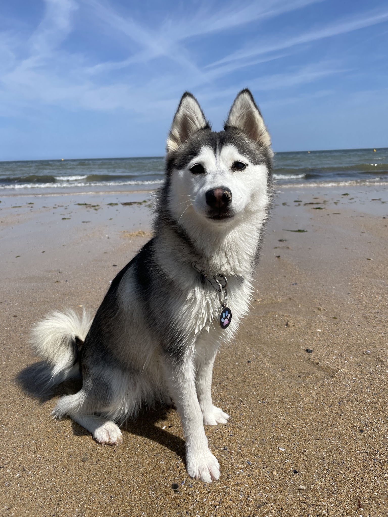 Aur'regard Canin Éducateur comportementaliste canin — photo