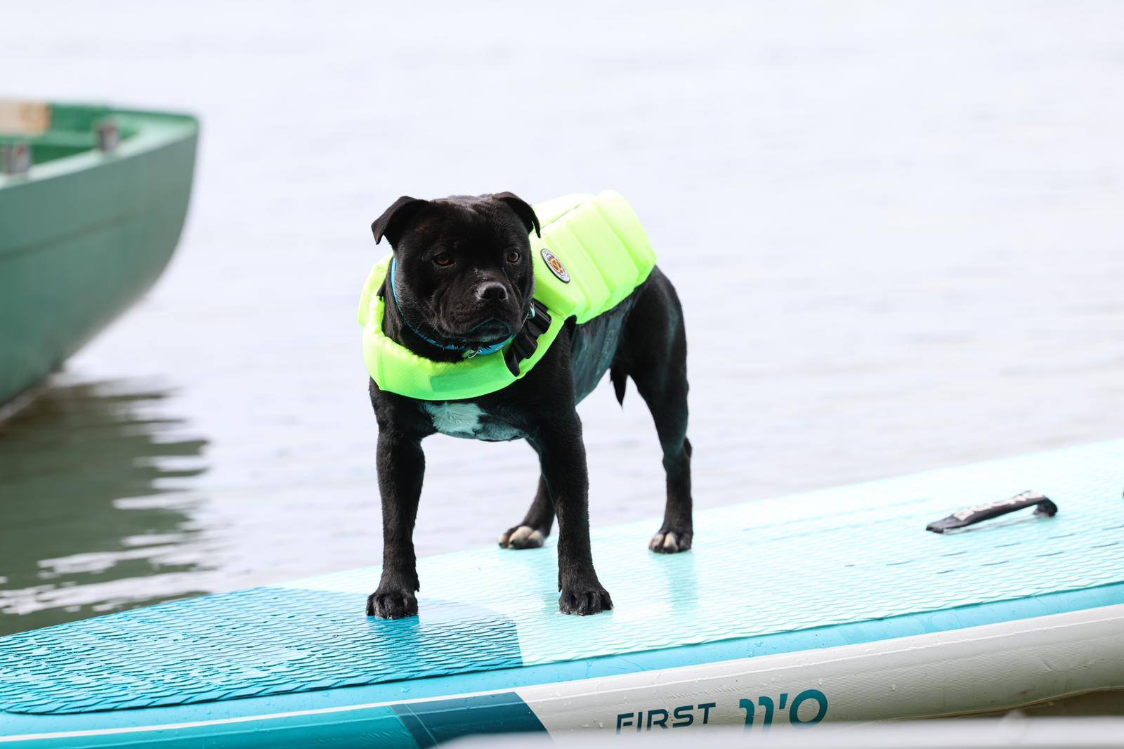 Rockstar Dog - Pension Canine & Elevage — photo