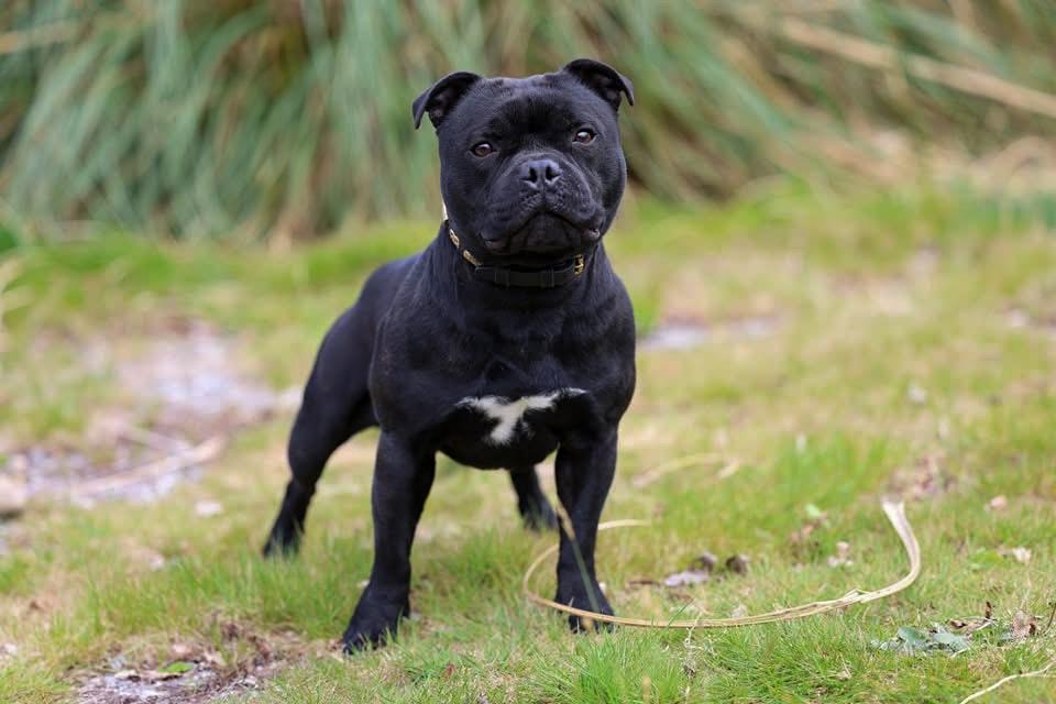 Rockstar Dog - Pension Canine & Elevage — photo