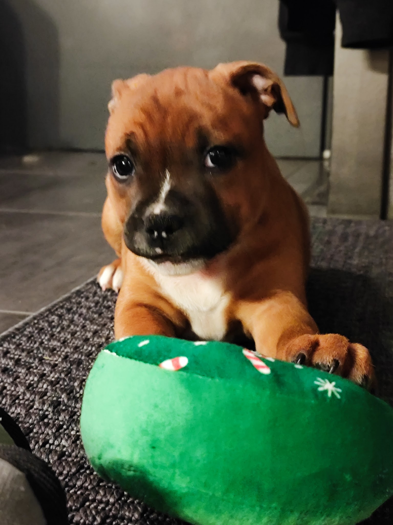 Rockstar Dog - Pension Canine & Elevage