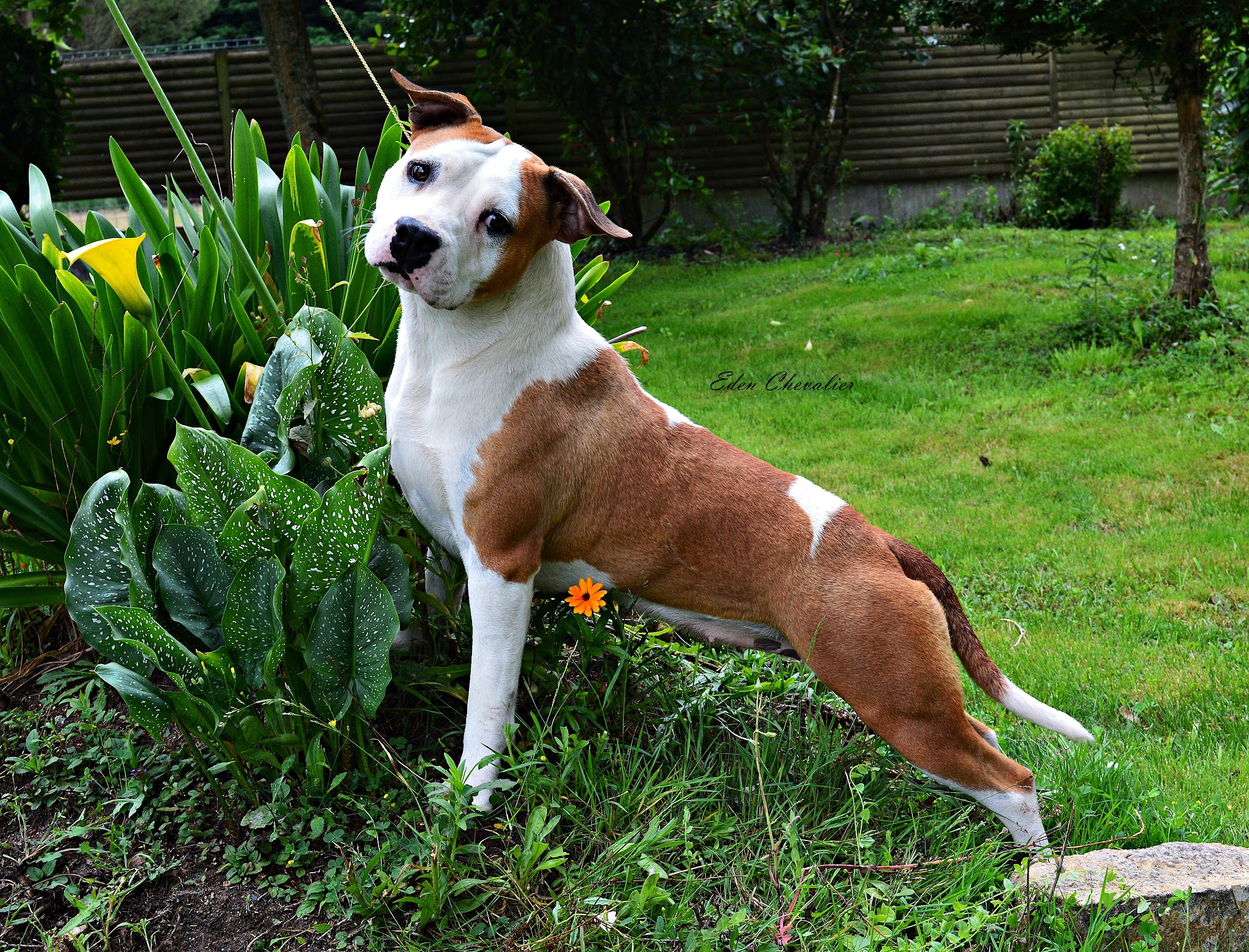 Rockstar Dog - Pension Canine & Elevage — photo