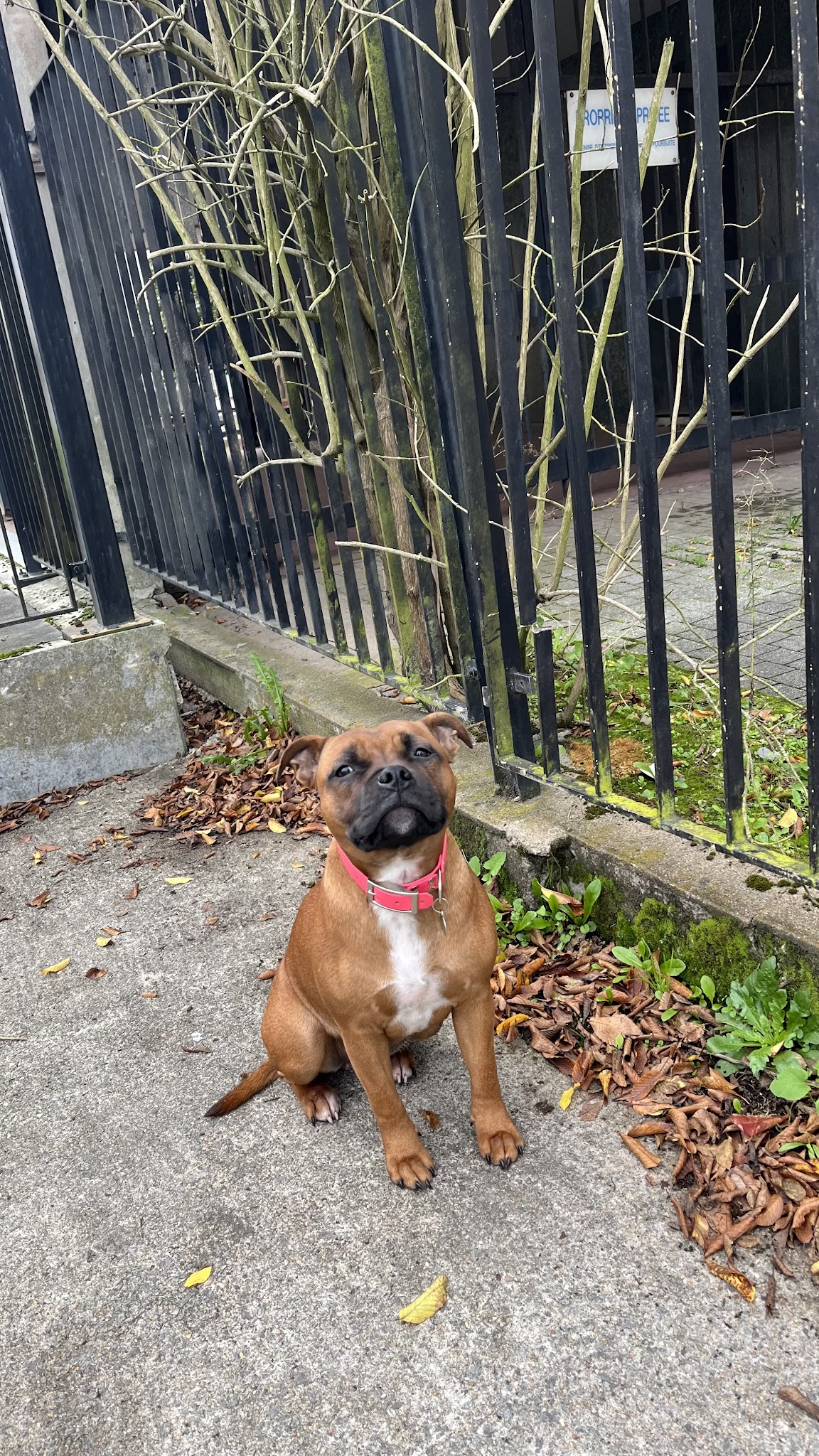 Rockstar Dog - Pension Canine & Elevage — photo