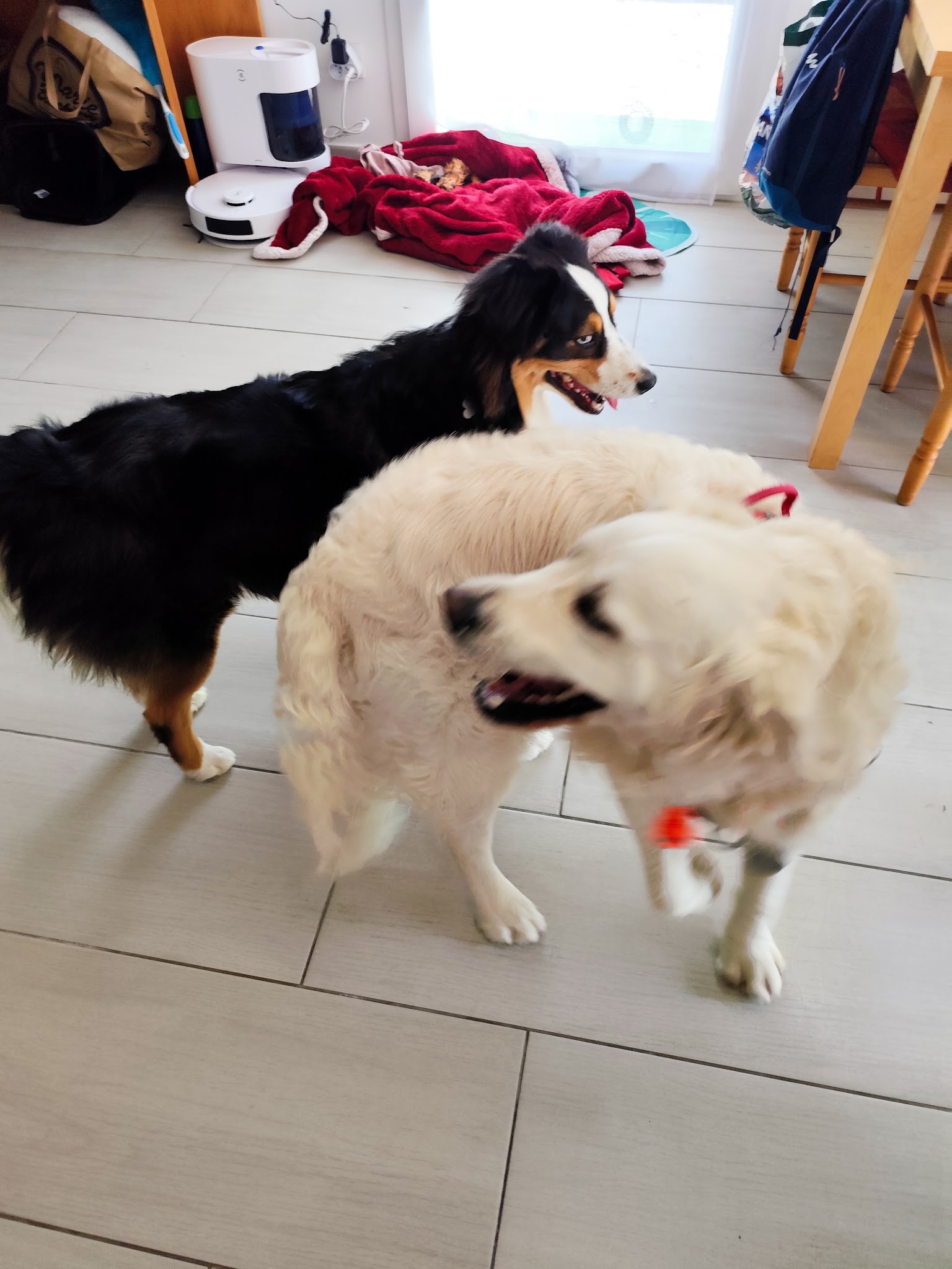 Caro, Canin & Co — photo
