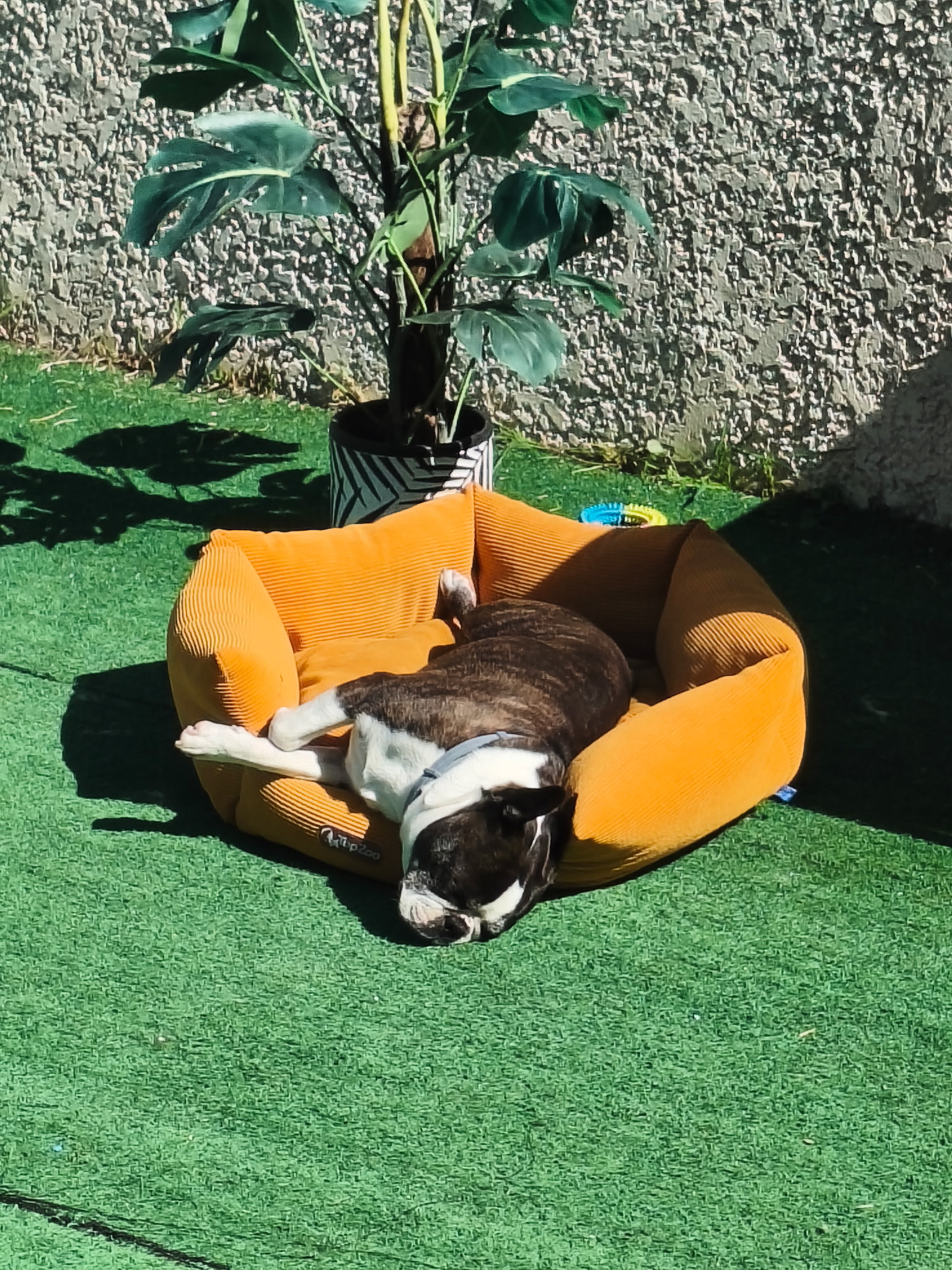 Caro, Canin & Co — photo