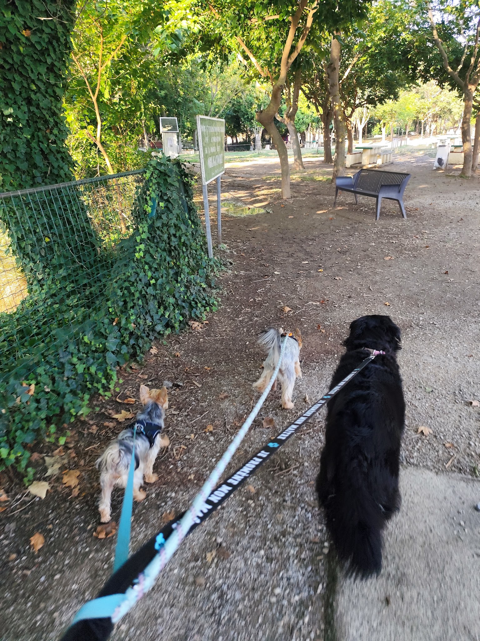 Caro, Canin & Co — photo