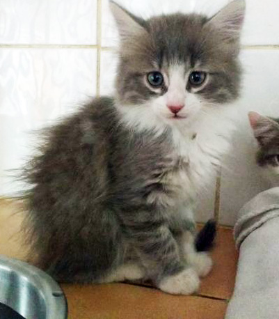 Chats, chiens... et oiseaux, garde d'animaux de compagnie