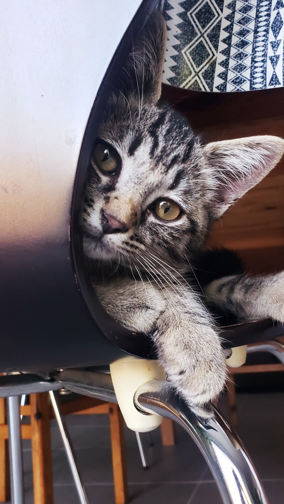 Brunet Services Animaliers E.I. — photo