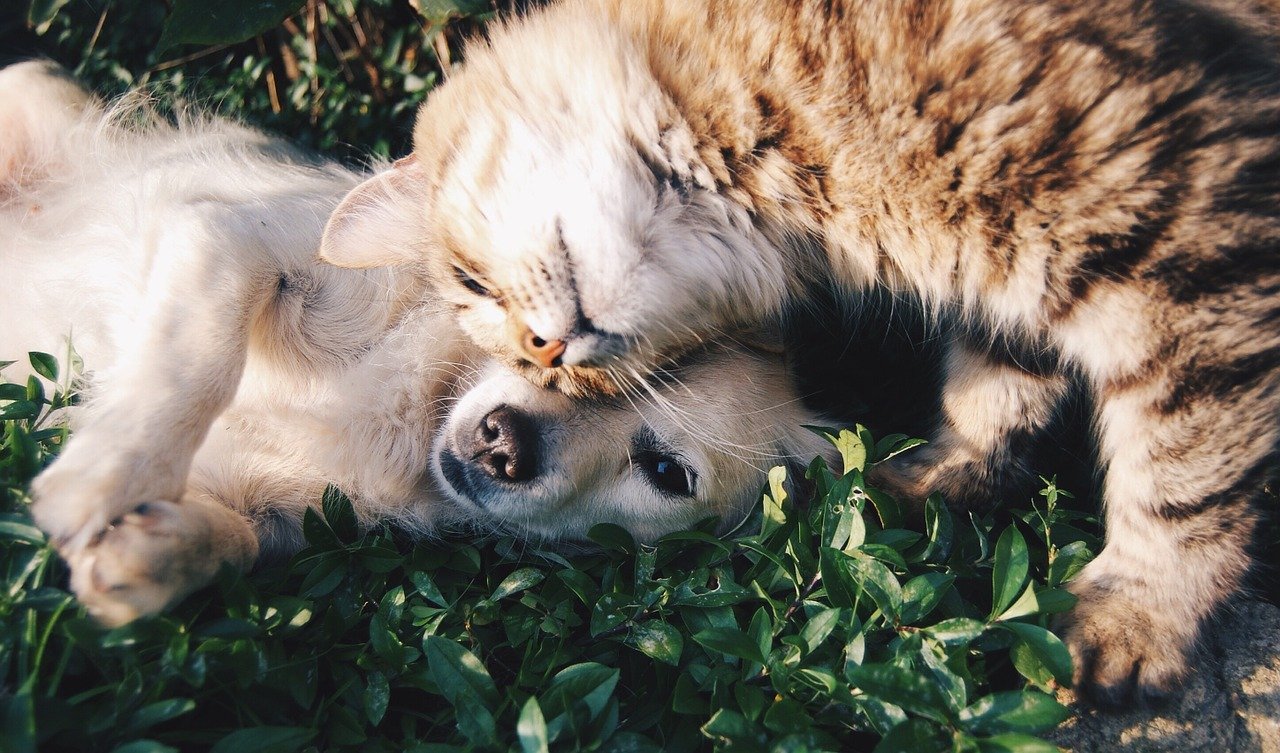 Cindy VENTRELLA / kitty Dog et Compagnie sur Mons en Baroeul — photo