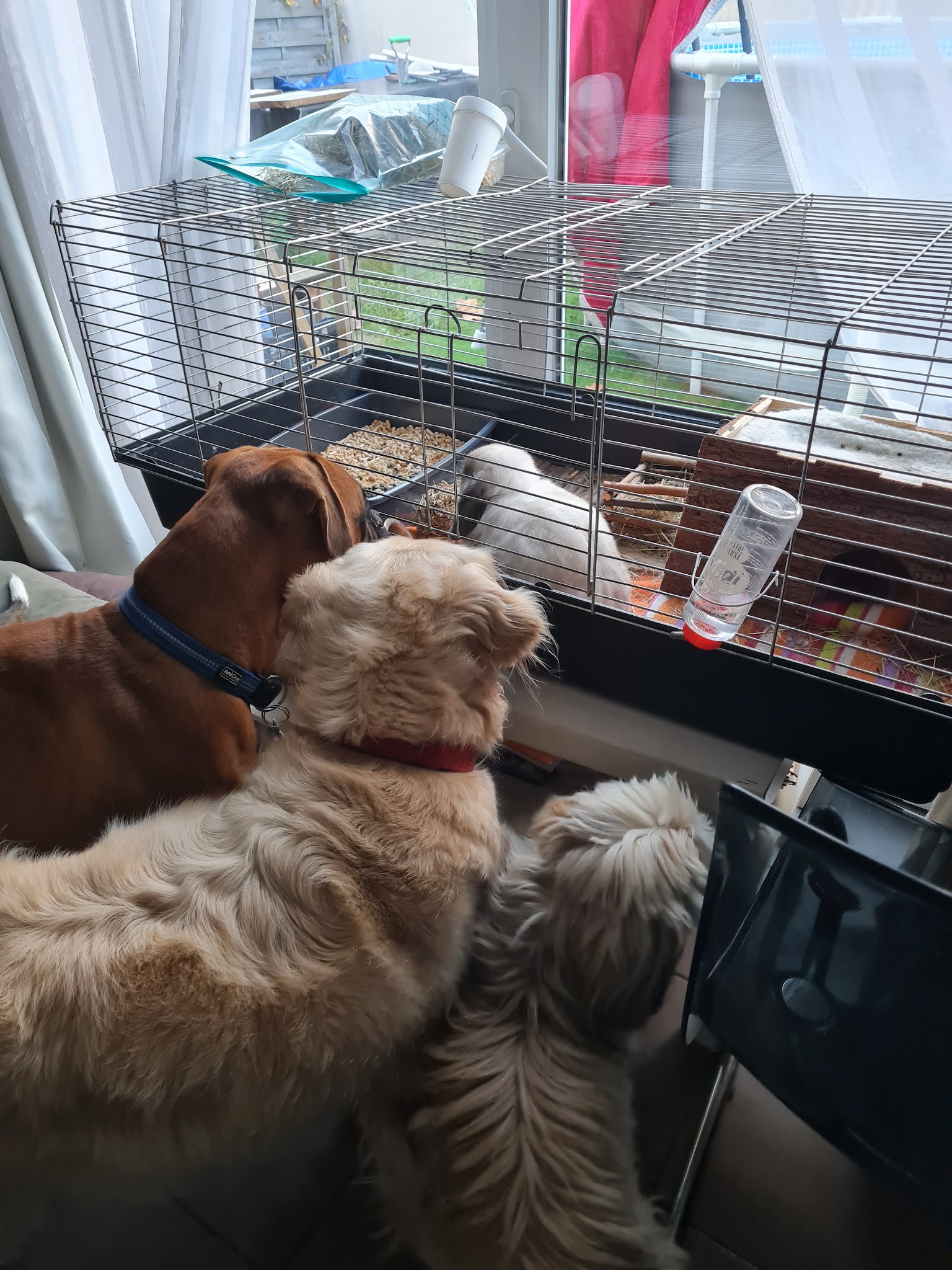 Cindy VENTRELLA / kitty Dog et Compagnie sur Mons en Baroeul — photo