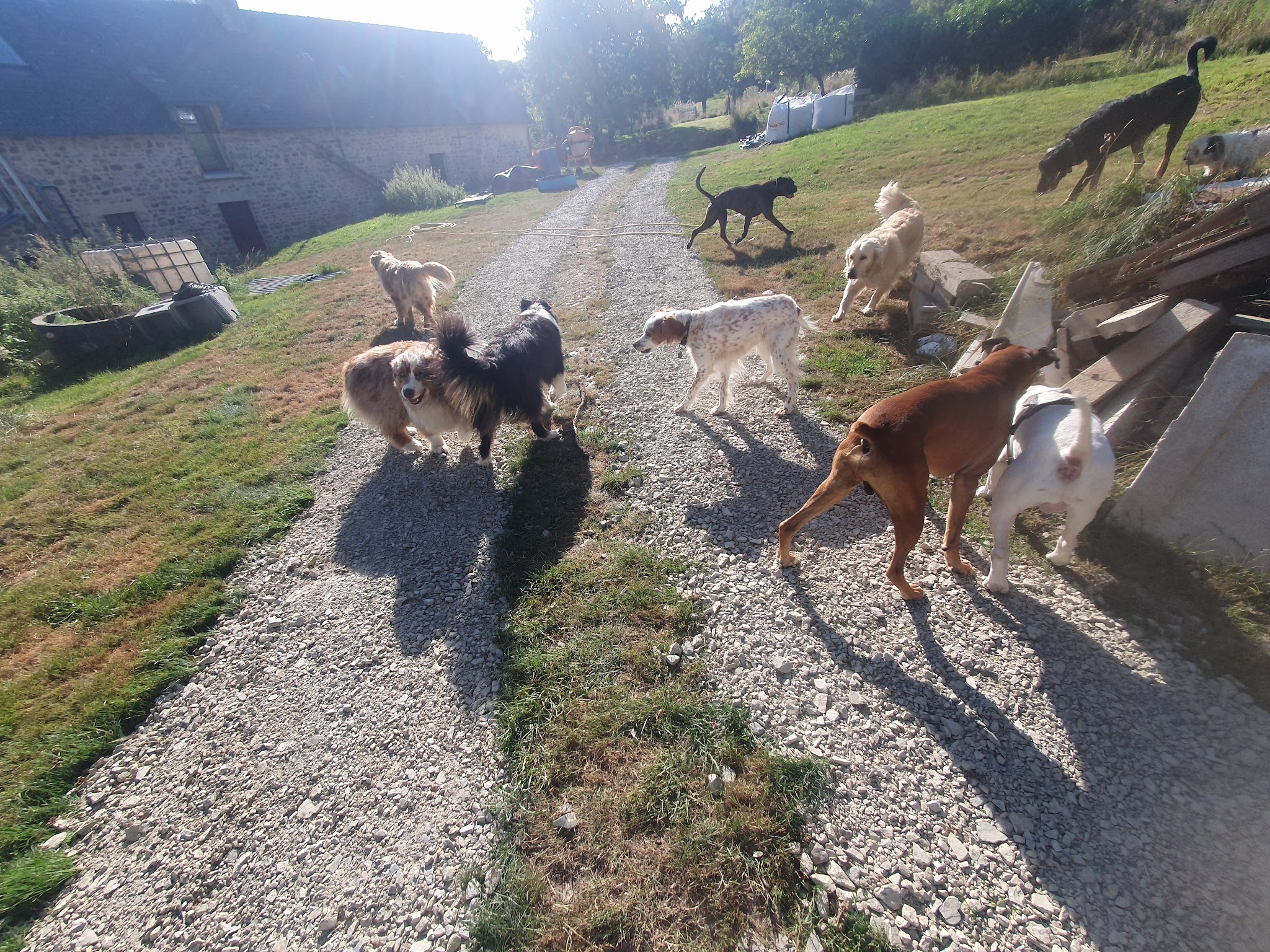 La Colo des Wouafs — photo