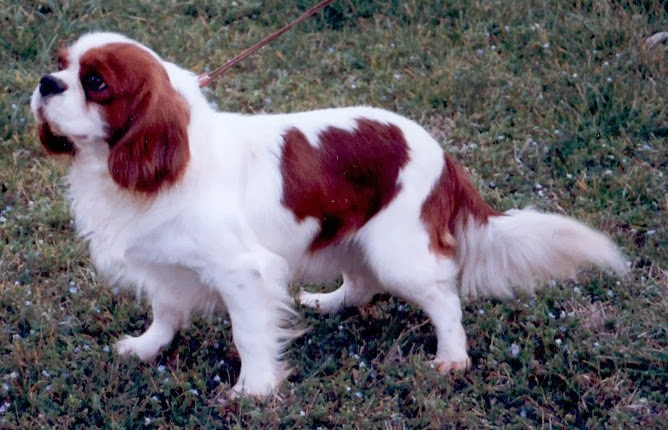 CHENIL DU PLAN — photo