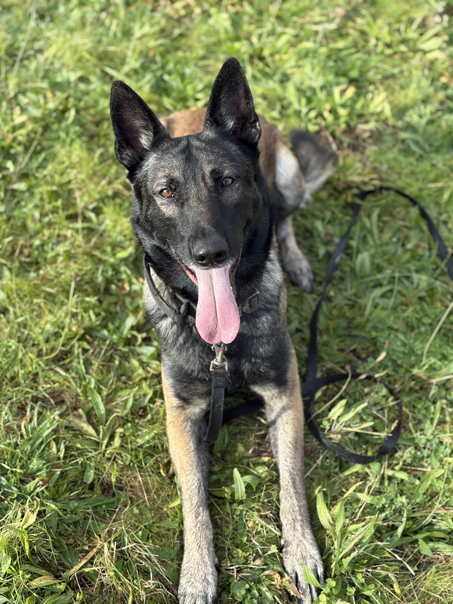 CaniSerenity - Éducation canine & Petsitting Est lyonnais — photo
