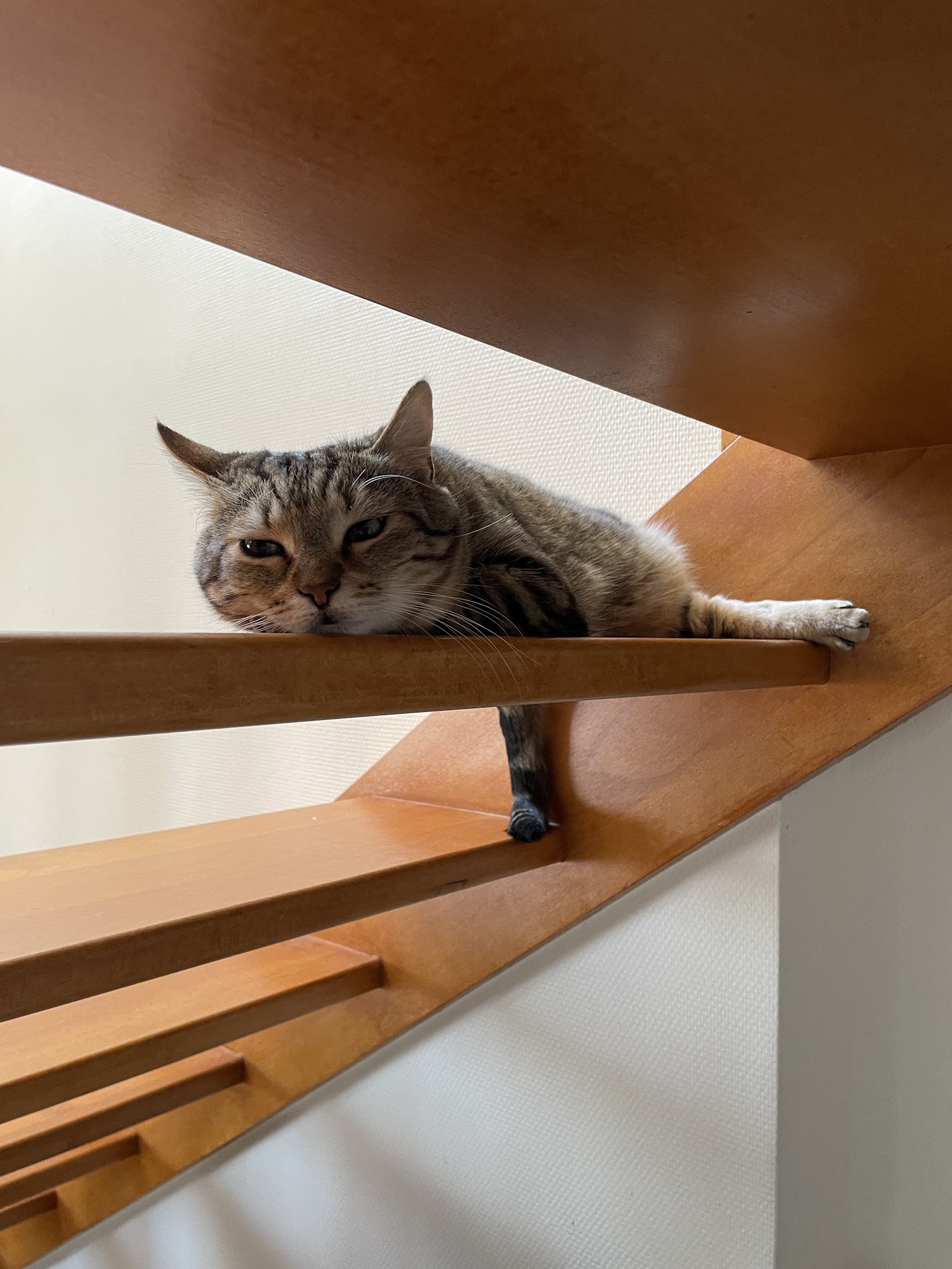 CaniSerenity - Éducation canine & Petsitting Est lyonnais — photo