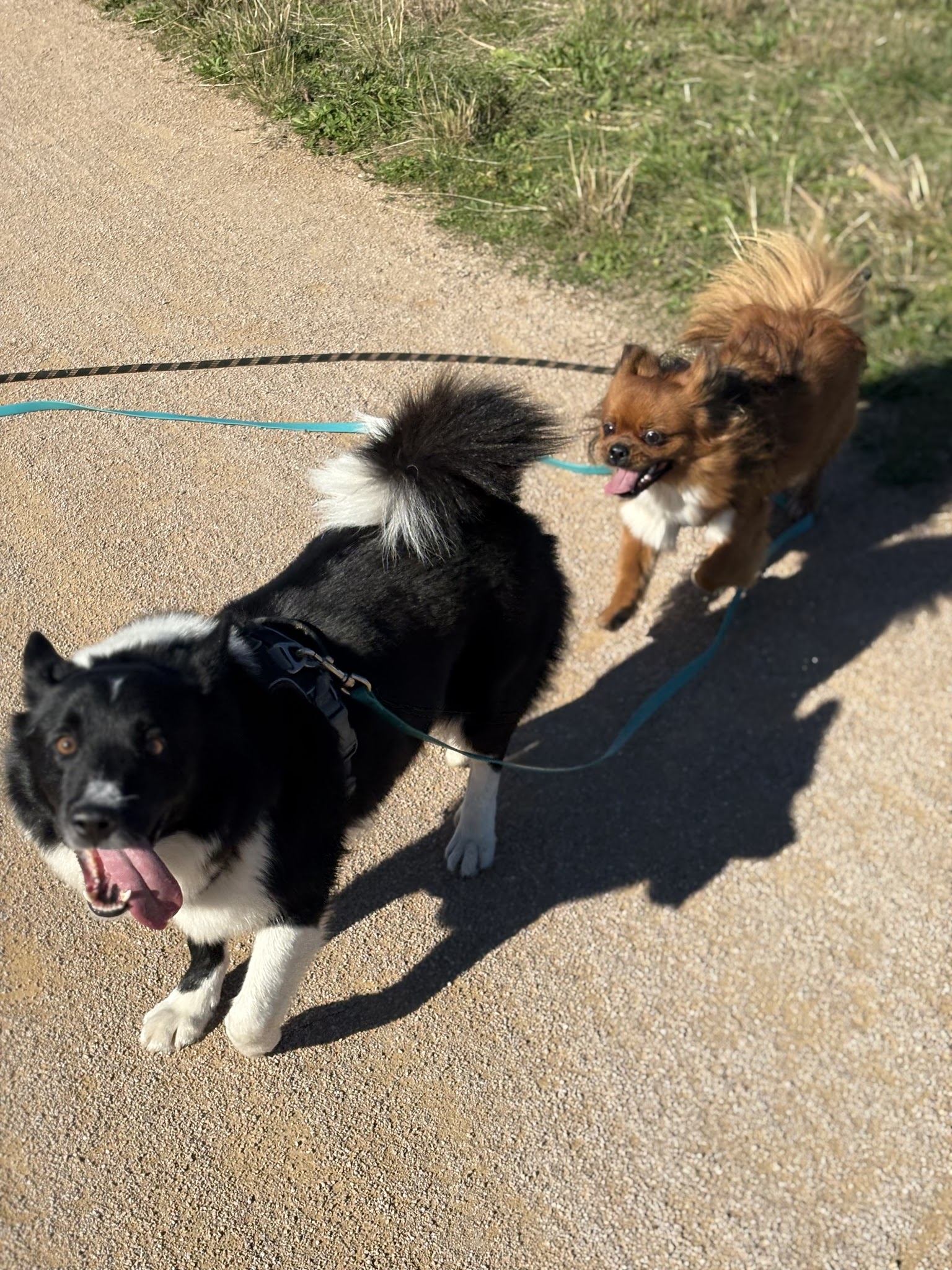 CaniSerenity - Éducation canine & Petsitting Est lyonnais — photo
