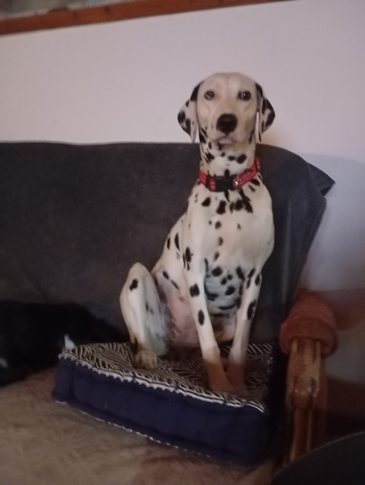 Le domaine des rougereaux : élevage de cavalier king charles, boxer et dalmatien en Bretagne