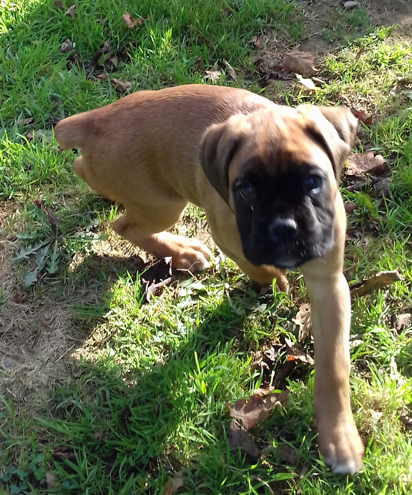 Le domaine des rougereaux : élevage de cavalier king charles, boxer et dalmatien en Bretagne — photo