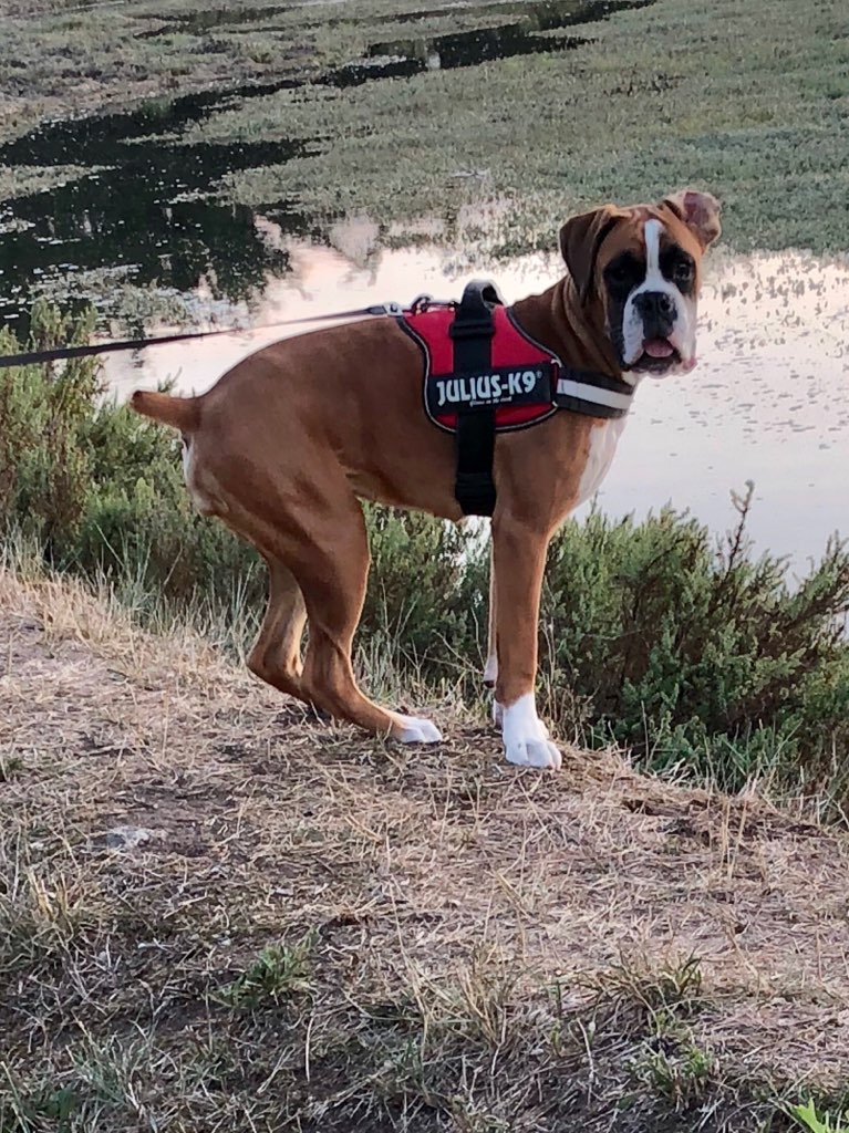 Le domaine des rougereaux : élevage de cavalier king charles, boxer et dalmatien en Bretagne — photo