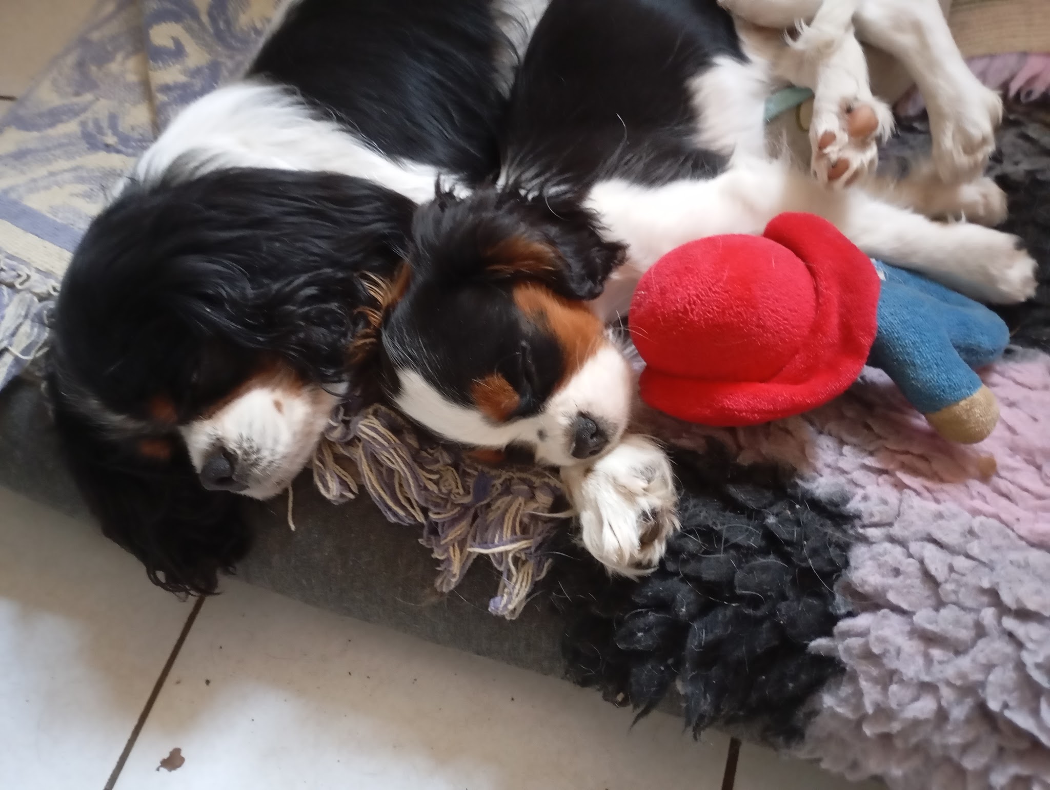 Le domaine des rougereaux : élevage de cavalier king charles, boxer et dalmatien en Bretagne — photo