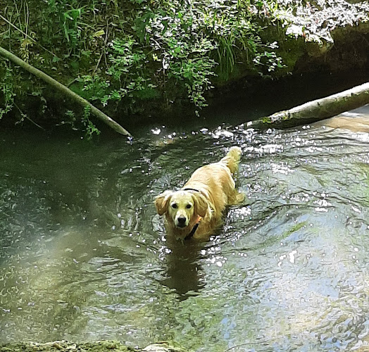A Compag'nimaux - Pet Sitter visites chats & chiens - Promenades canines - Education canine