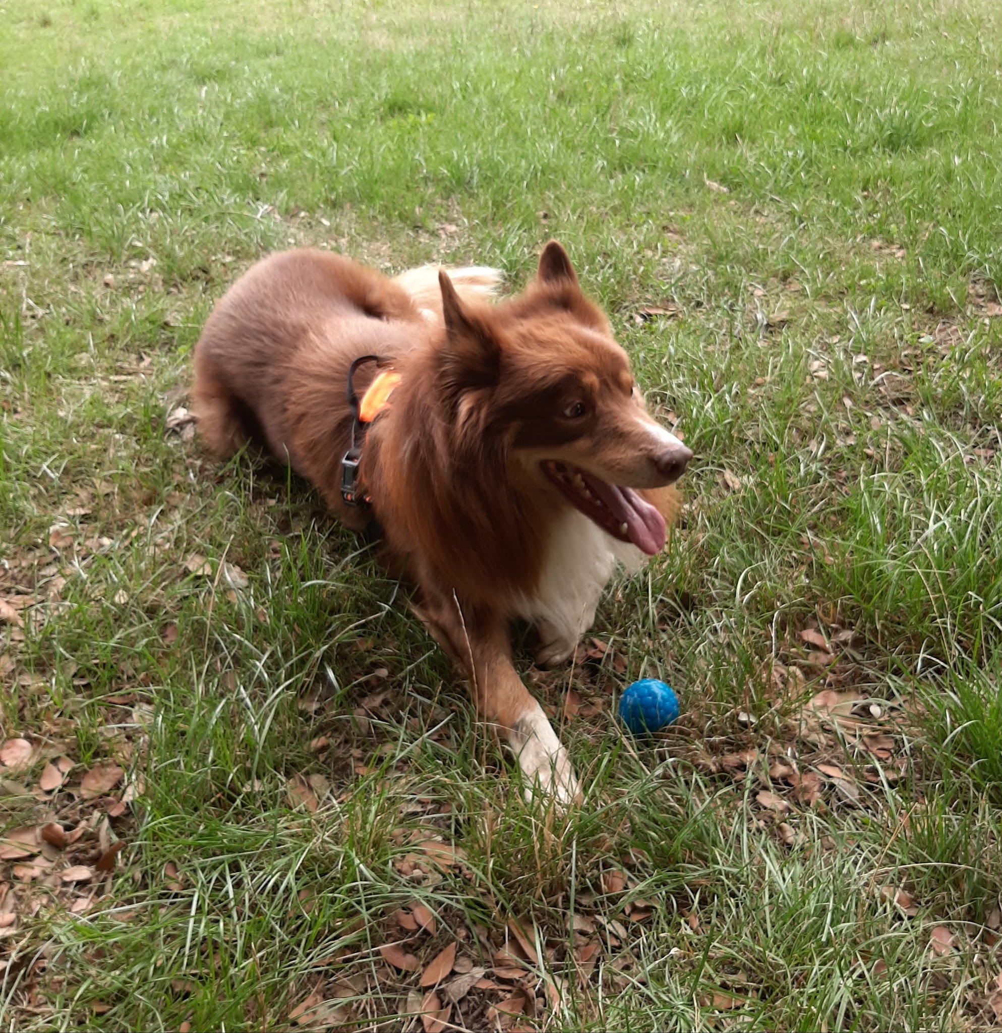 A Compag'nimaux - Pet Sitter visites chats & chiens - Promenades canines - Education canine — photo
