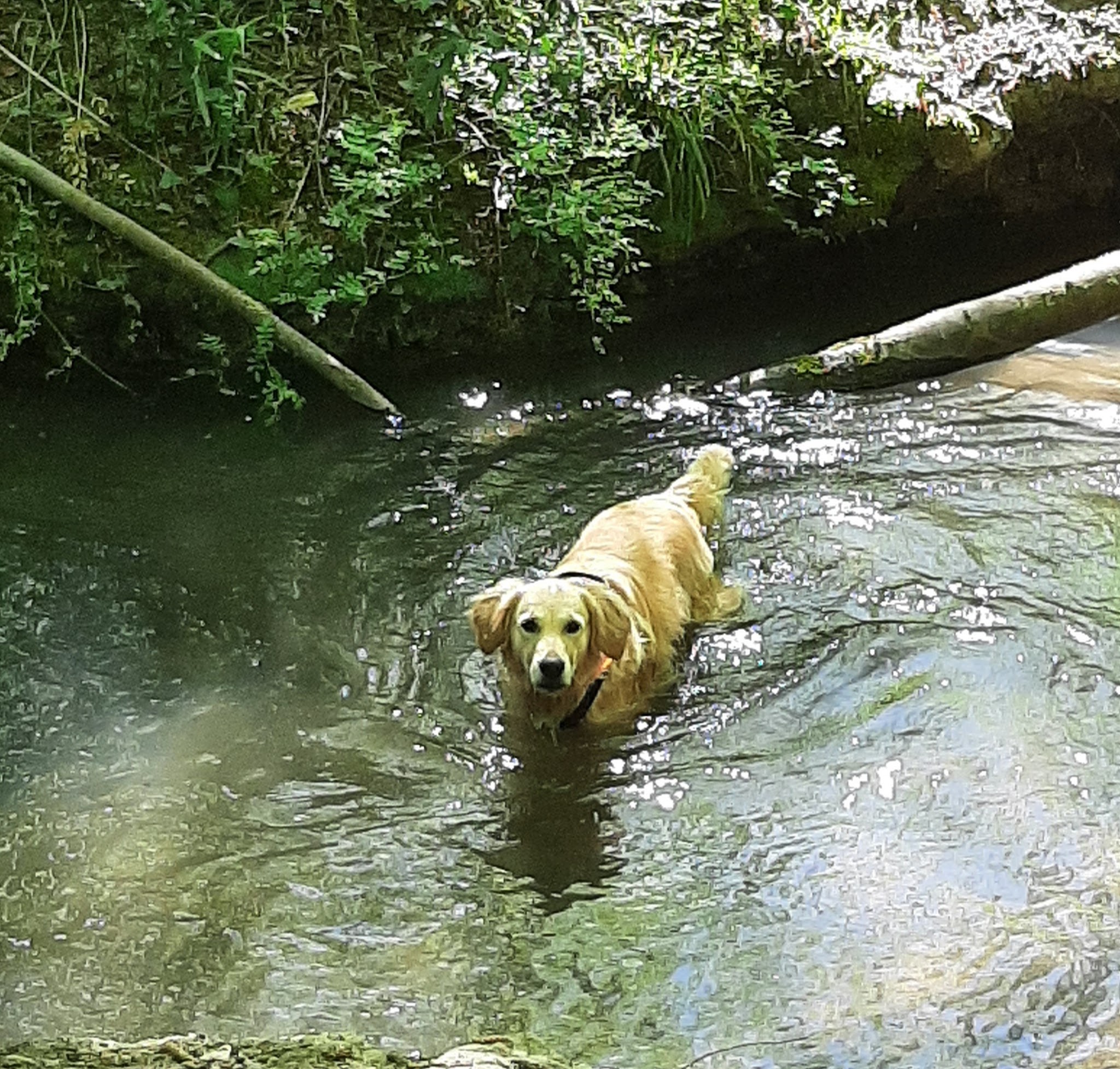 A Compag'nimaux - Pet Sitter visites chats & chiens - Promenades canines - Education canine — photo