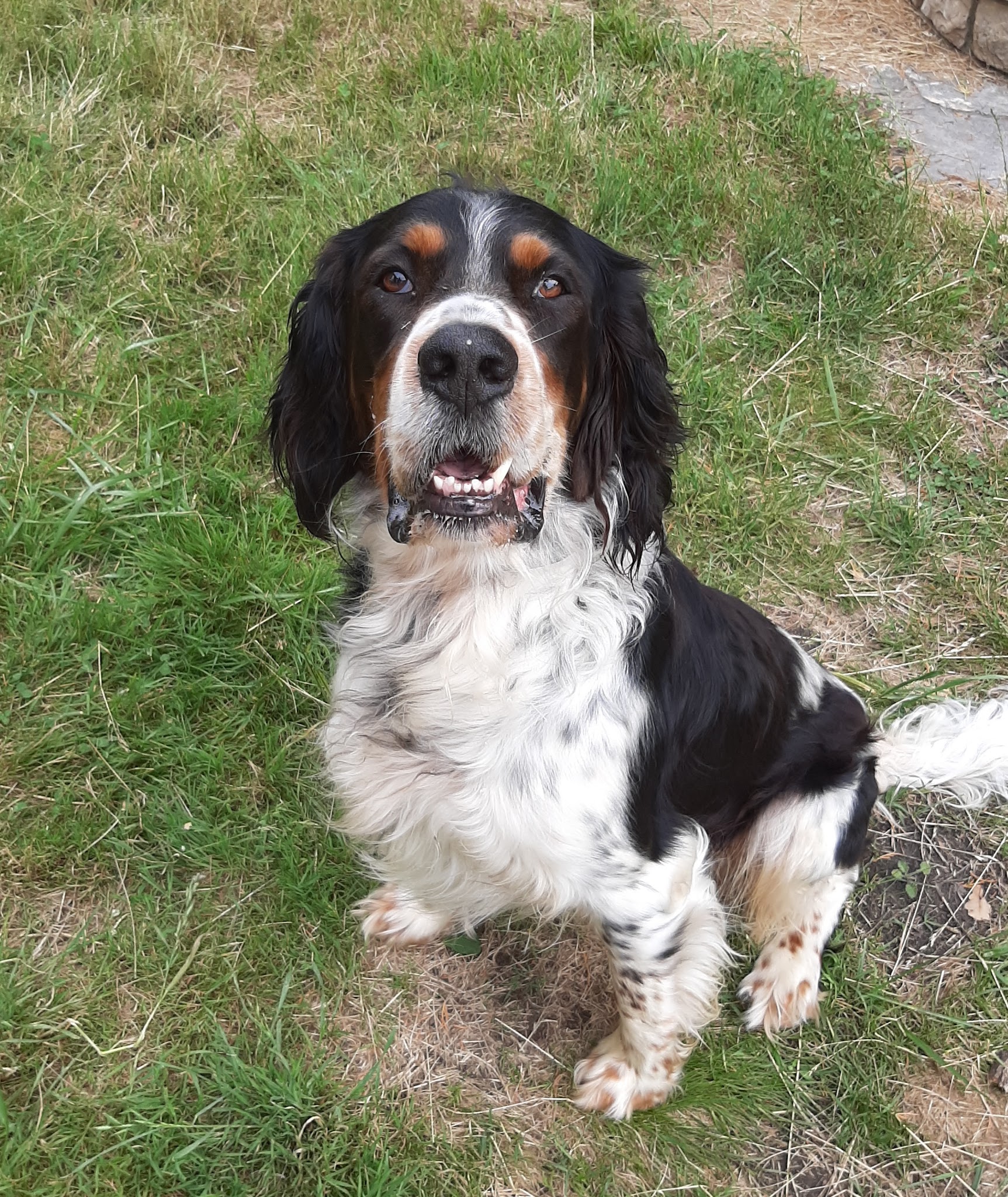 A Compag'nimaux - Pet Sitter visites chats & chiens - Promenades canines - Education canine — photo