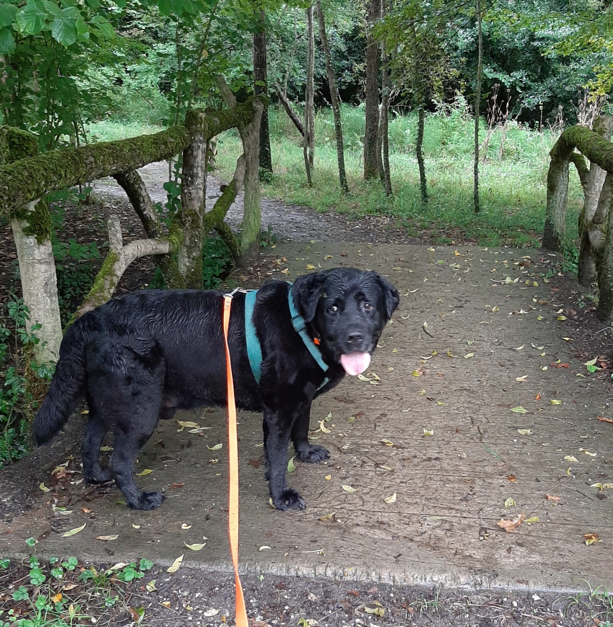 A Compag'nimaux - Pet Sitter visites chats & chiens - Promenades canines - Education canine — photo