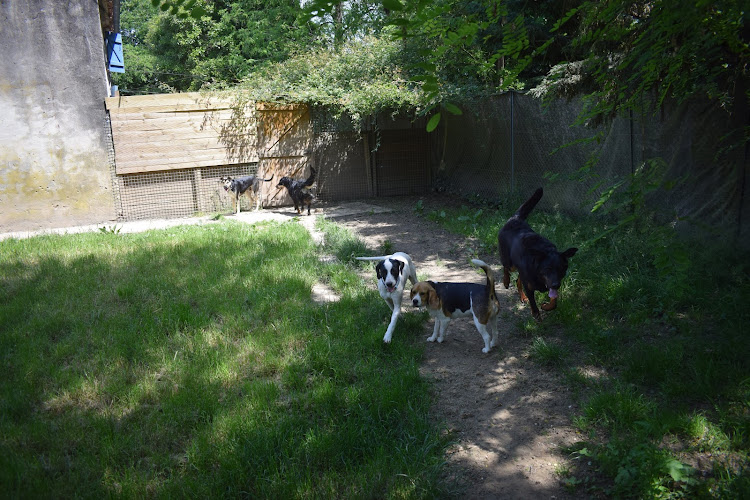 DOG SITTING