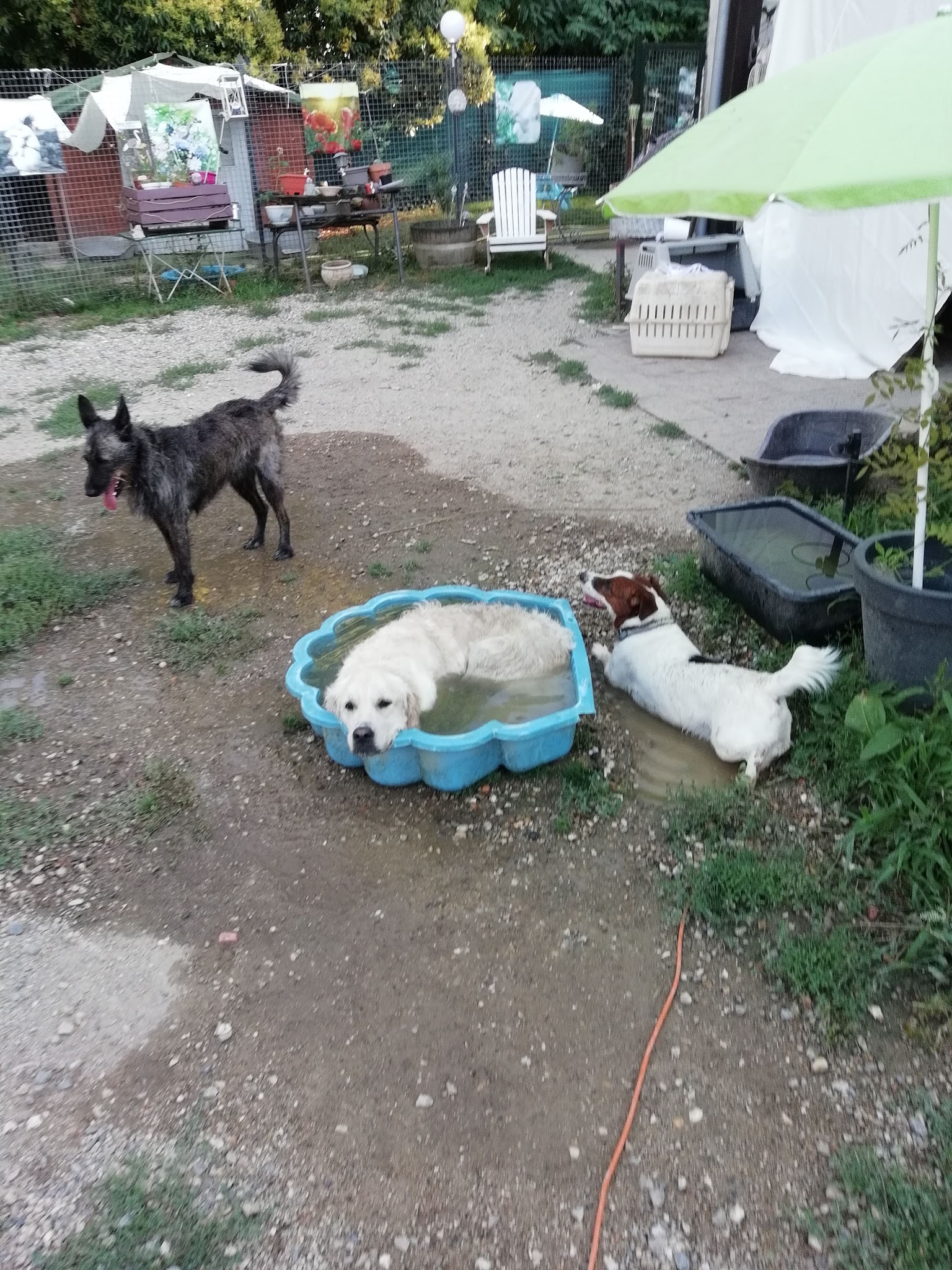 DOG SITTING — photo