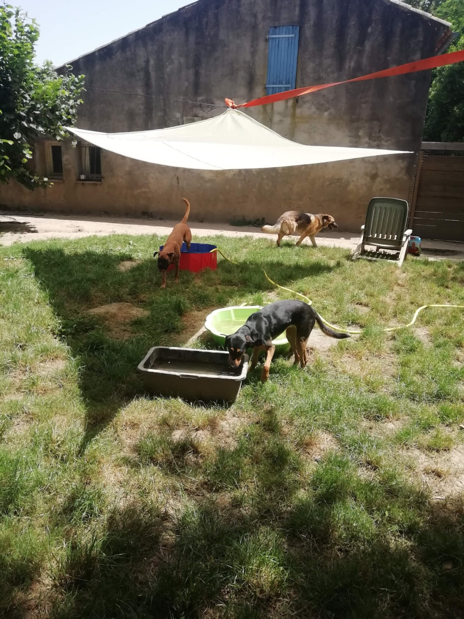 DOG SITTING — photo