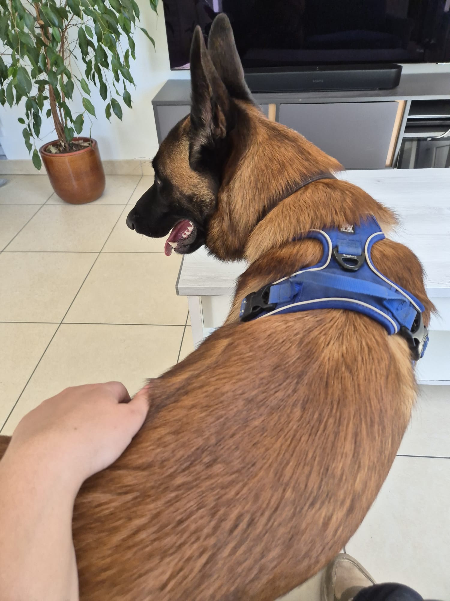 Pet Cheri — photo