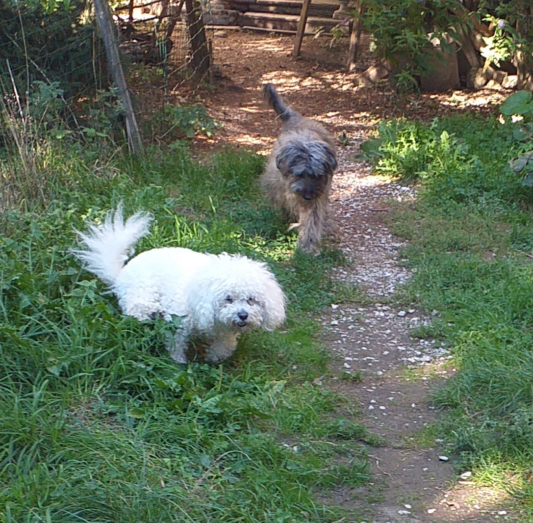 Au Bonheur Des Chiens 73 Jeannine — photo