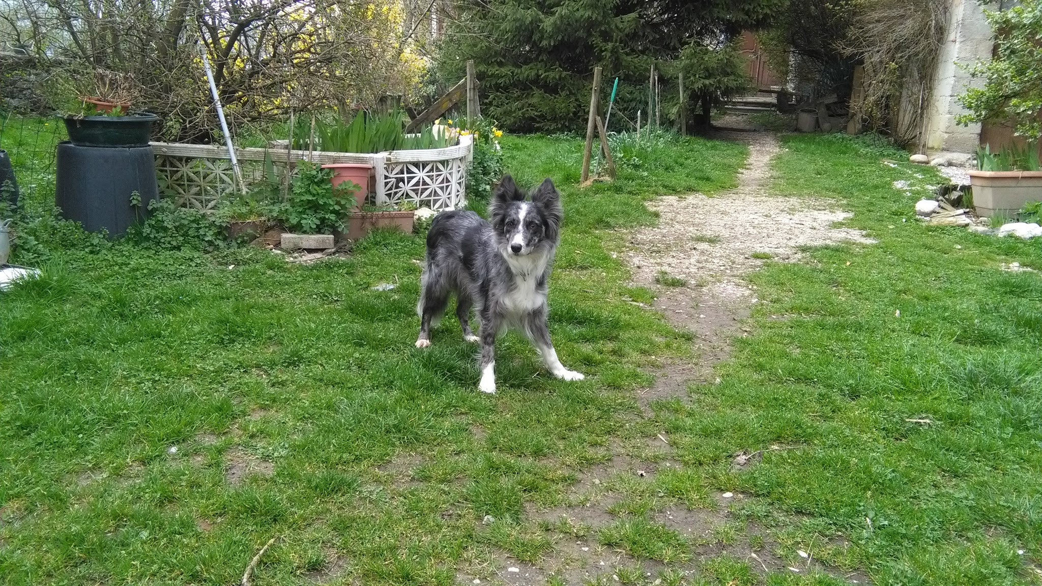Au Bonheur Des Chiens 73 Jeannine — photo