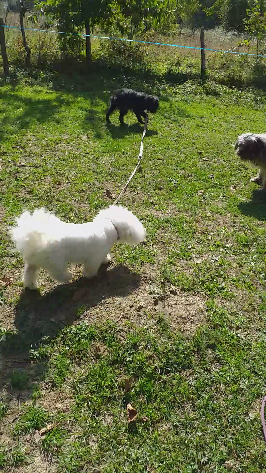 Au Bonheur Des Chiens 73 Jeannine — photo