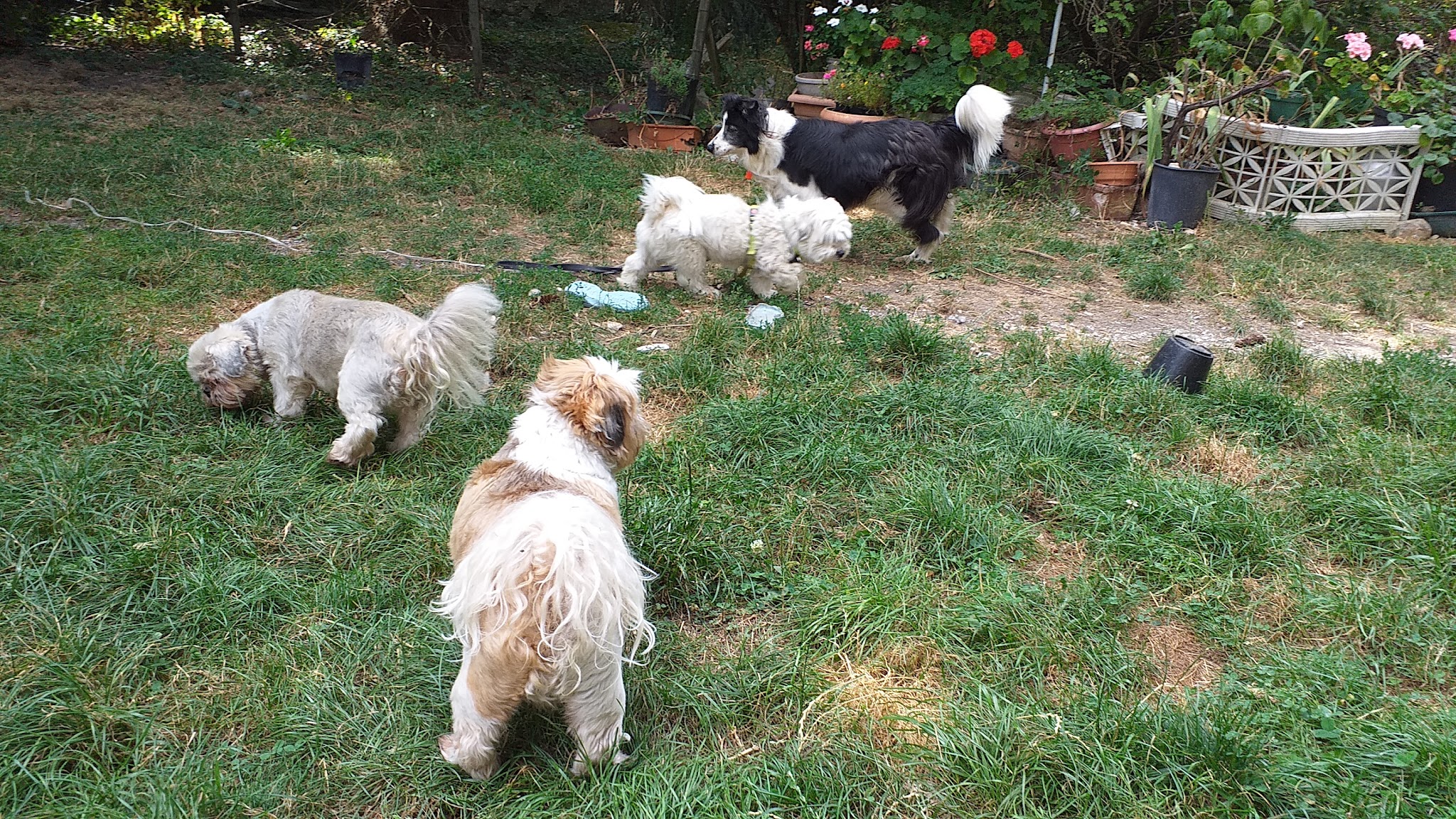 Au Bonheur Des Chiens 73 Jeannine