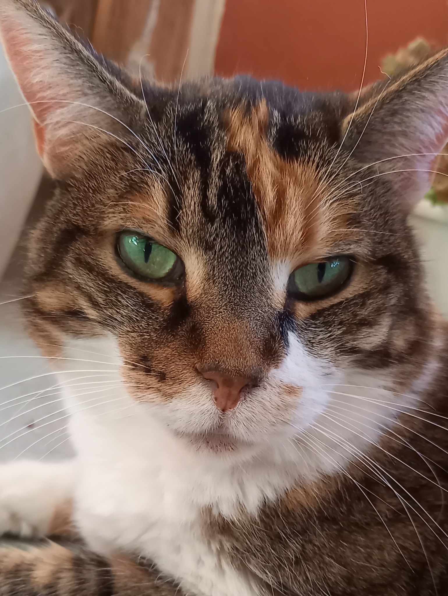 Poils aux pattes — photo